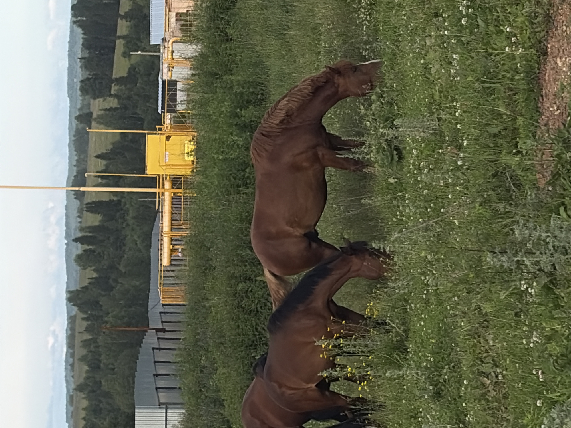 The image shows a rural scene in the village of Vanki, Russia, featuring a group of brown horses grazing in a grassy field. In the background, there is a chain-link fence with vertical slats, behind which is a yellow structure with pipes. Beyond the fence, a line of trees forms a dense forest, and further in the distance, rolling hills under a cloudy sky are visible. The foreground is dominated by the horses and the lush green grass dotted with small yellow and white wildflowers.