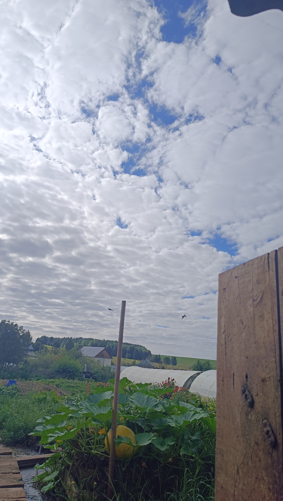 A wide shot captures a rural scene with a partly cloudy sky. In the foreground, a large yellow pumpkin rests among lush green leaves. A wooden post stands vertically in front of the pumpkin, and to the right, a weathered wooden plank is partially visible. In the background, a greenhouse with a white cover is visible, along with a house with a dark roof and windows. Trees and rolling hills form the horizon. Several birds are in flight against the sky. The scene is situated in the countryside of Karsha, Russia.