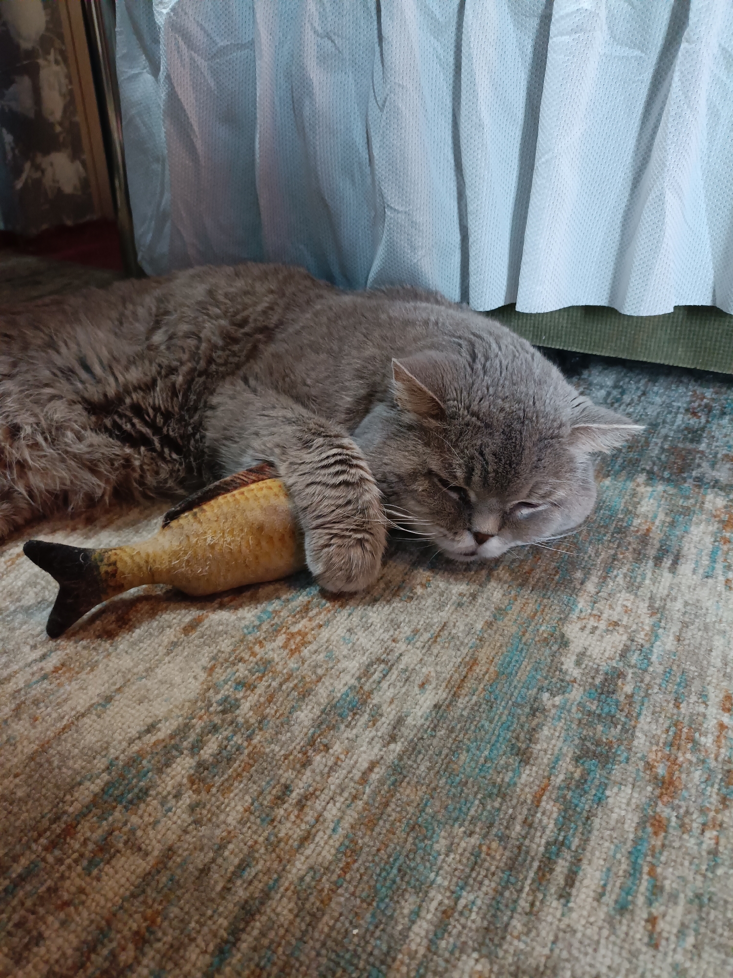 A grey cat is sleeping on a patterned rug, holding a stuffed fish toy with its paws. The cat appears to be a British Shorthair breed. The background shows a white, ruffled curtain and a portion of what might be a bed skirt or furniture. The scene is indoors, with no specific landmarks visible to identify the location as Bataysk, Russia.