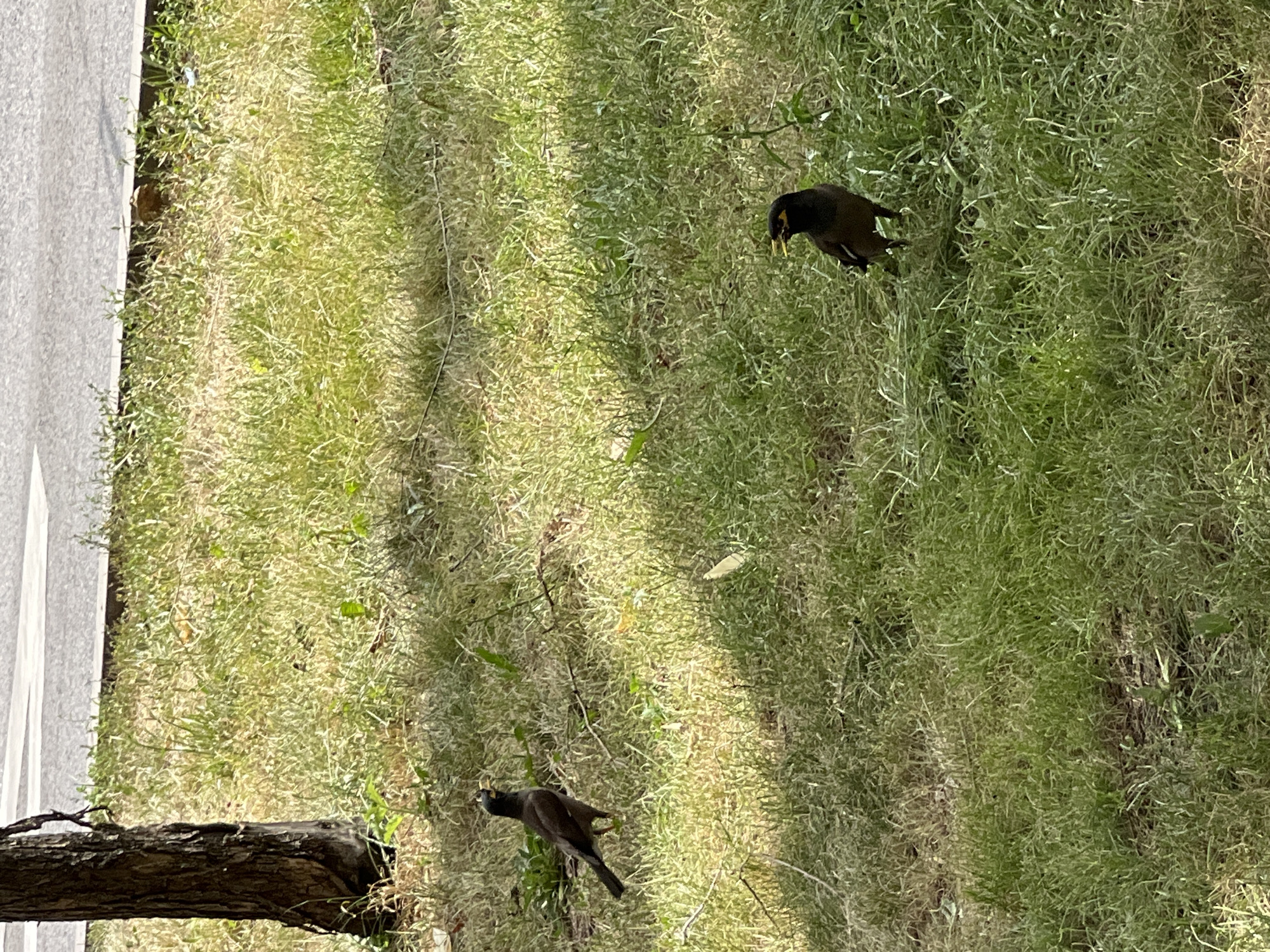 Two mynah birds are foraging in a patch of dry, green grass, with a grey paved surface visible on the left edge of the frame. One bird is closer to the foreground, facing away from the camera and towards the lower left corner. It is dark brown with a black head, a yellow beak, and a distinctive yellow patch behind its eye. Its wings are partly spread as it appears to be pecking at the ground. The second bird is further up and to the right, also facing downwards and to the left. It has similar dark brown and black plumage with a yellow beak and eye patch. The grass is tall and somewhat sparse, with some dry, straw-like blades interspersed with greener shoots. The scene suggests an outdoor environment, possibly a park or a grassy verge next to a path or road. The lighting indicates it is daytime, likely sunny, casting some shadows within the grass. The presence of a fallen tree branch in the lower left corner hints at a natural or semi-natural setting. There is no visible text in the image.