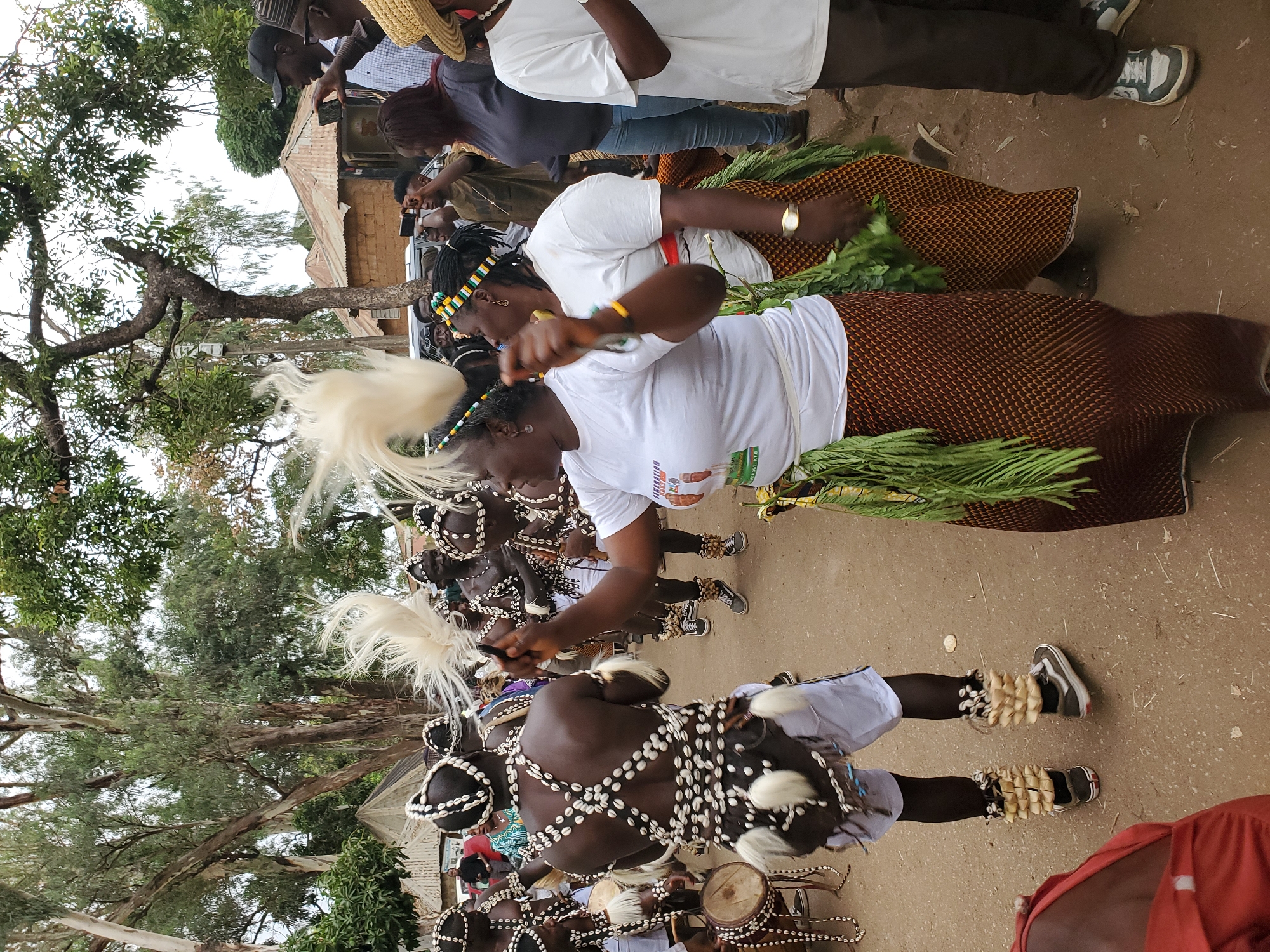 This image depicts an outdoor cultural event or traditional dance performance in Jos, Nigeria, during daylight hours. The scene is bustling with numerous individuals, primarily adults, engaged in or observing the activities.
In the foreground and midground, several performers are central to the activity. Male dancers, with dark skin, wear traditional attire featuring white cowrie shells intricately draped across their bare torsos and arms, often paired with light-colored wraps or shorts on their lower bodies. Many also wear prominent ankle shakers, crafted from shells or seeds, and some have beaded headbands. Some male dancers are actively playing drums, while others hold distinctive white feathered whisks or decorative objects.
Female dancers are also prominent, dressed in white t-shirts, patterned brown and orange skirts, and some adorn their waists with green leafy garlands. They, too, wear beaded headbands and hold white feathered objects, participating in what appears to be a synchronized dance. A colorful, partially visible logo or text is printed on the white t-shirt of one female dancer.
Spectators and other participants, dressed in a variety of casual clothing including t-shirts, jeans, and hats, surround the performers. Several individuals are seen using smartphones to record the event, blending modern technology with traditional celebration.
The setting is an unpaved, dirt ground area. In the background, lush green trees and foliage provide a natural backdrop, alongside simple buildings characterized by corrugated iron roofs, consistent with local architecture. The overall atmosphere conveys a vibrant and engaging cultural celebration or performance.