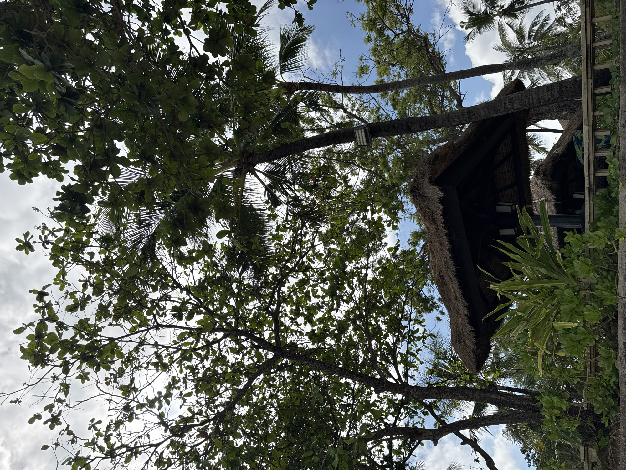 The image depicts a view upwards through trees and foliage in Kuta Selatan, Indonesia. Several palm trees are visible, with one prominently featuring a light fixture attached to its trunk. A thatched-roof structure is partially visible on the right side of the frame. The sky is visible through gaps in the trees and shows partly cloudy conditions. Other tropical plants and trees surround the structure and palm trees.