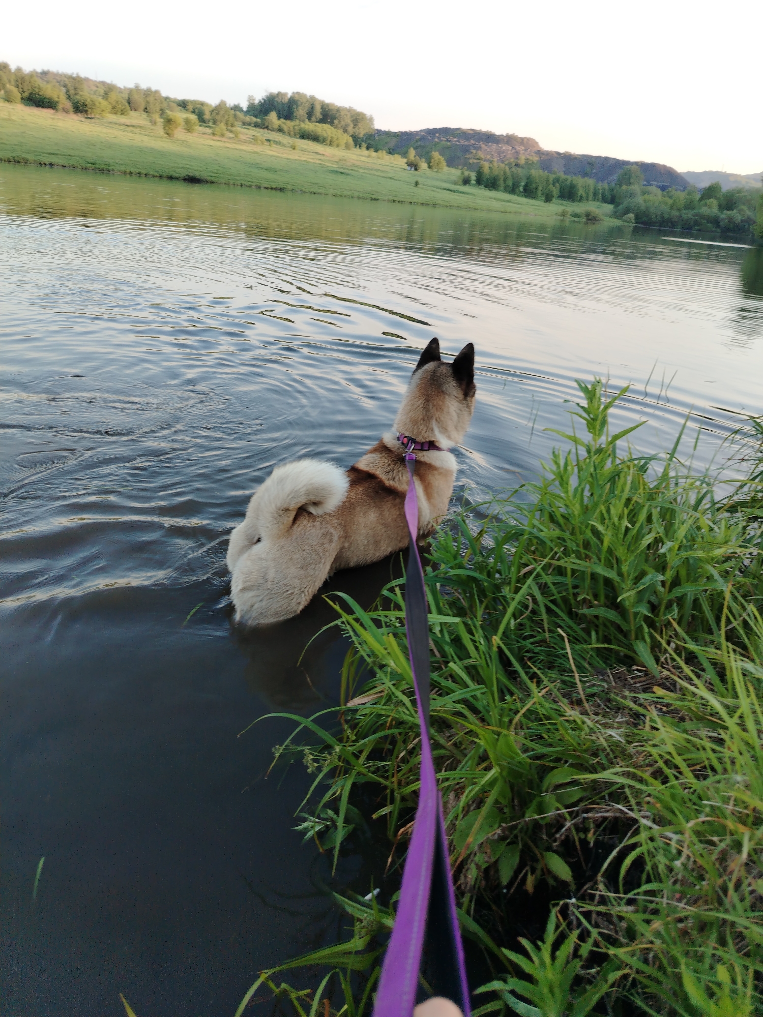 An outdoor scene in Рассвет, Russia, captured during what appears to be late afternoon or early evening. A medium-sized dog, exhibiting tan, cream, and darker brown fur with black-tipped ears and a curled tail, stands partially submerged in a body of water, likely a lake or river. The dog is oriented with its back towards the viewer, gazing across the water. A purple collar is visible on its neck, and a purple leash extends downwards out of the frame from the collar. The water surface displays gentle ripples and reflects the sky and surrounding landscape with a dark blue-grey tone. The immediate right foreground consists of vibrant green grass and tall, leafy aquatic vegetation bordering the water. The distant left bank features a gently sloping, verdant hillside populated with scattered trees. Further in the background, more pronounced hills, partially covered with trees and some darker, possibly rocky formations, are visible beneath a light, somewhat hazy sky.