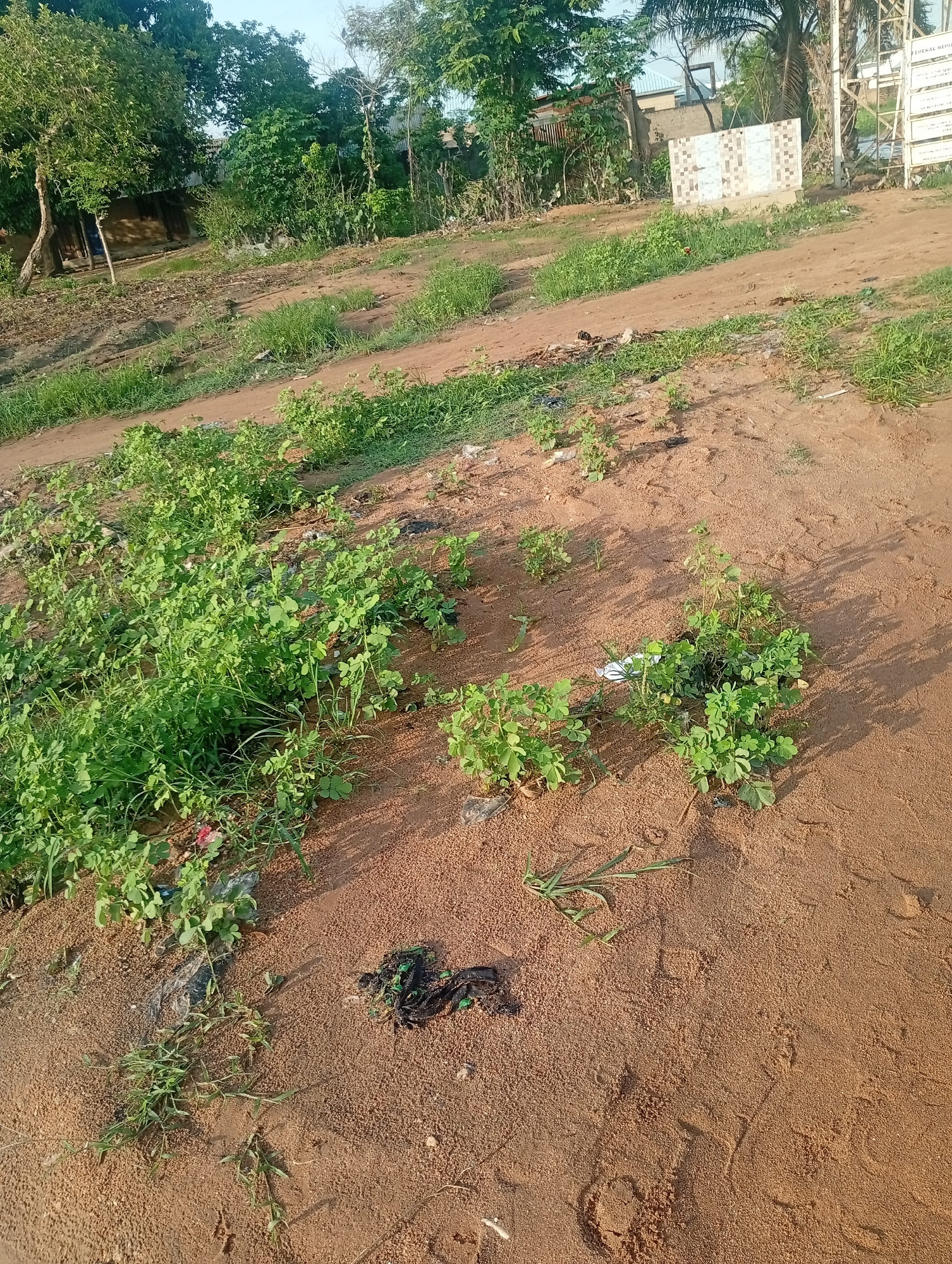 The image depicts an outdoor scene in a sandy, somewhat overgrown area. In the foreground, the sandy ground is covered with small green plants and patches of grass. A small pile of dark, tangled material, possibly fabric or debris, lies on the sand to the right of center. Further back, a dirt path or road slopes upwards, bordered by more green vegetation on either side. In the background, trees with lush green foliage are visible, along with some low-lying buildings or structures. The overall impression is of an undeveloped or semi-developed area, possibly on the outskirts of a town or city. The lighting suggests it is daytime, with shadows cast on the ground.