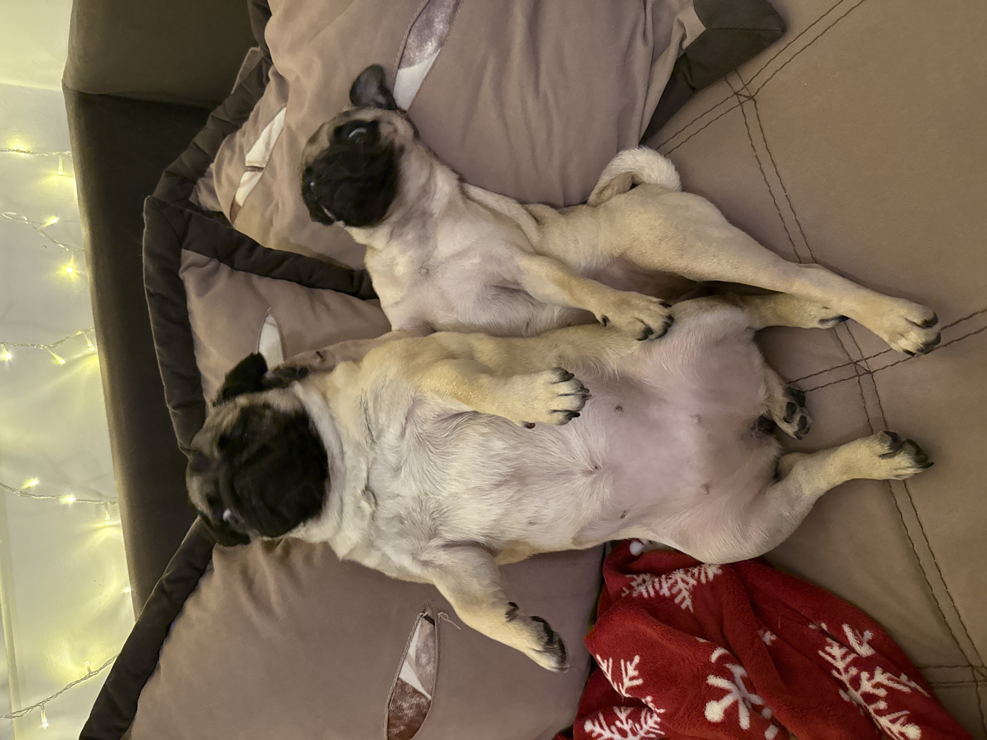Two pugs are lying on their backs on a couch. The pug on the left is larger and on its back with its legs in the air. The pug on the right is smaller and on its side, also with its legs in the air. There is a red blanket with white snowflakes on the left side of the image. Fairy lights are visible in the background. The couch is brown, and the pillows are a light brown color with dark brown trim.