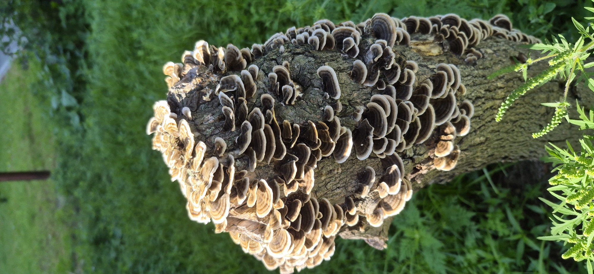A close-up, vertical, outdoor, eye-level shot depicts a tree stump covered with a dense growth of shelf fungi. The fungi exhibit concentric rings of brown and white, creating a layered, fan-like appearance. The tree stump is rough-barked and appears aged. In the background, out-of-focus green grass is visible, with a vertical wooden pole in the upper left quadrant. In the lower foreground, green leafy plants with small, developing seed heads are present. The lighting suggests it is daytime, with shadows indicating sunlight. The scene is located in Ussurijsk, Russia. There are no people or animals visible in the image.