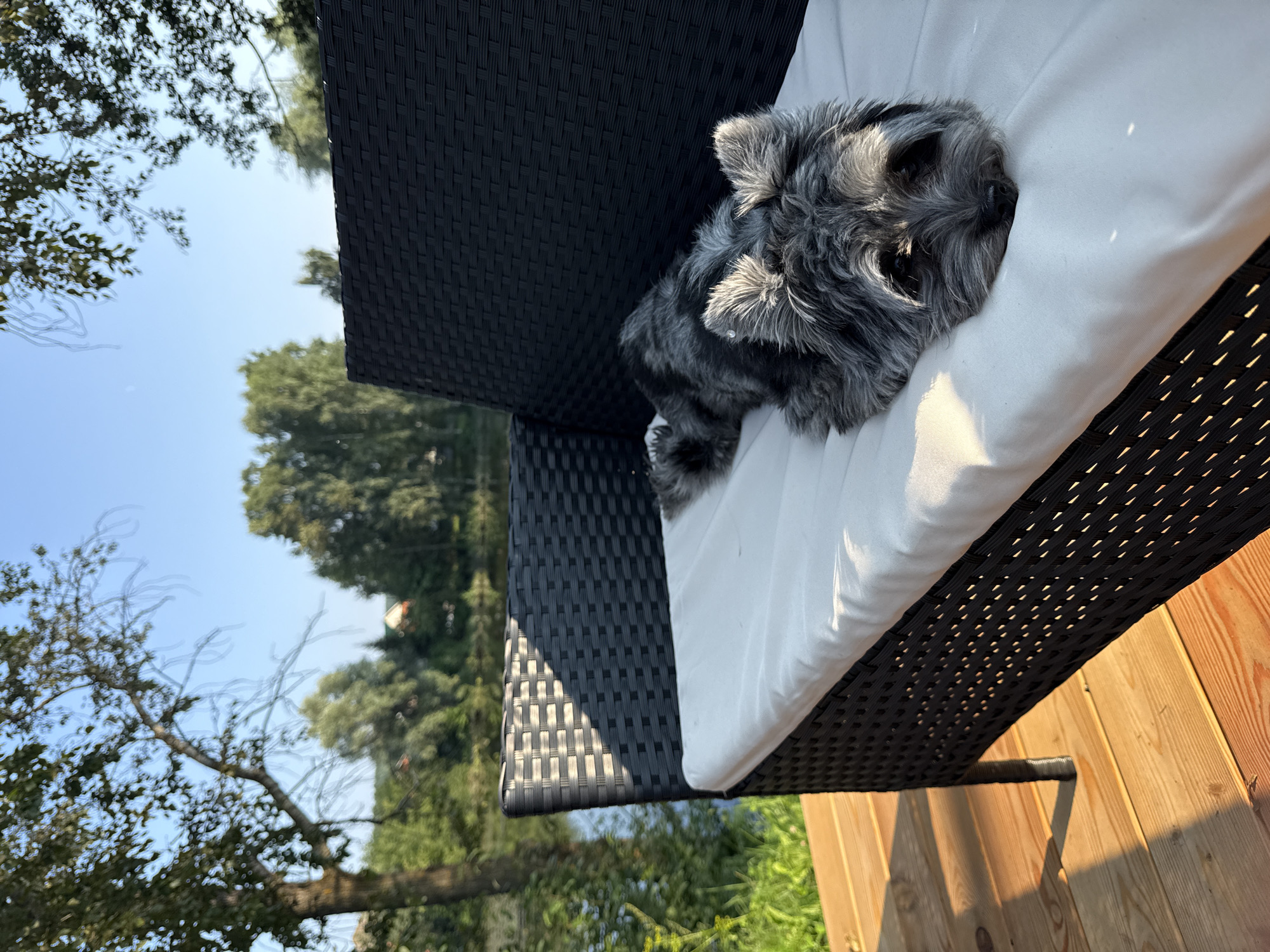 A schnauzer-type dog rests on a white cushion atop a black wicker chair. The dog is primarily gray with darker markings around its eyes and ears, and appears to be sleeping or resting with its head tucked into the cushion. The chair is situated on a wooden deck, and beyond the deck, lush green trees and a body of water are visible under a clear blue sky. Sunlight casts shadows on the deck and highlights the dog's fur. The scene suggests a peaceful outdoor setting on a sunny day. There is no visible text in the image.