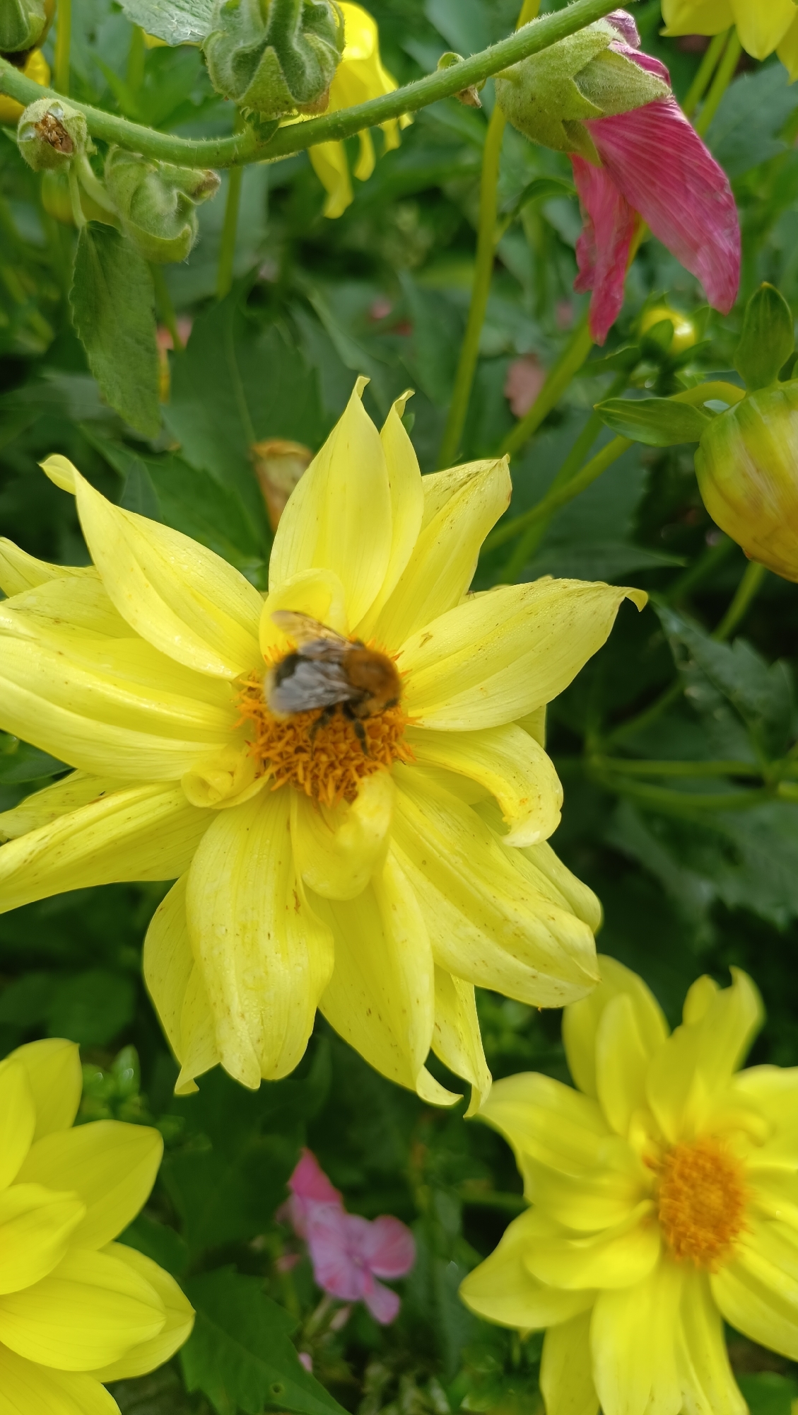 A bee is perched on the center of a bright yellow dahlia flower. The bee has black and gray stripes. The flower has numerous yellow petals. In the background, other yellow flowers and green leaves are visible. There is also a hint of a pink flower to the left of the yellow dahlia. This image was captured outdoors.