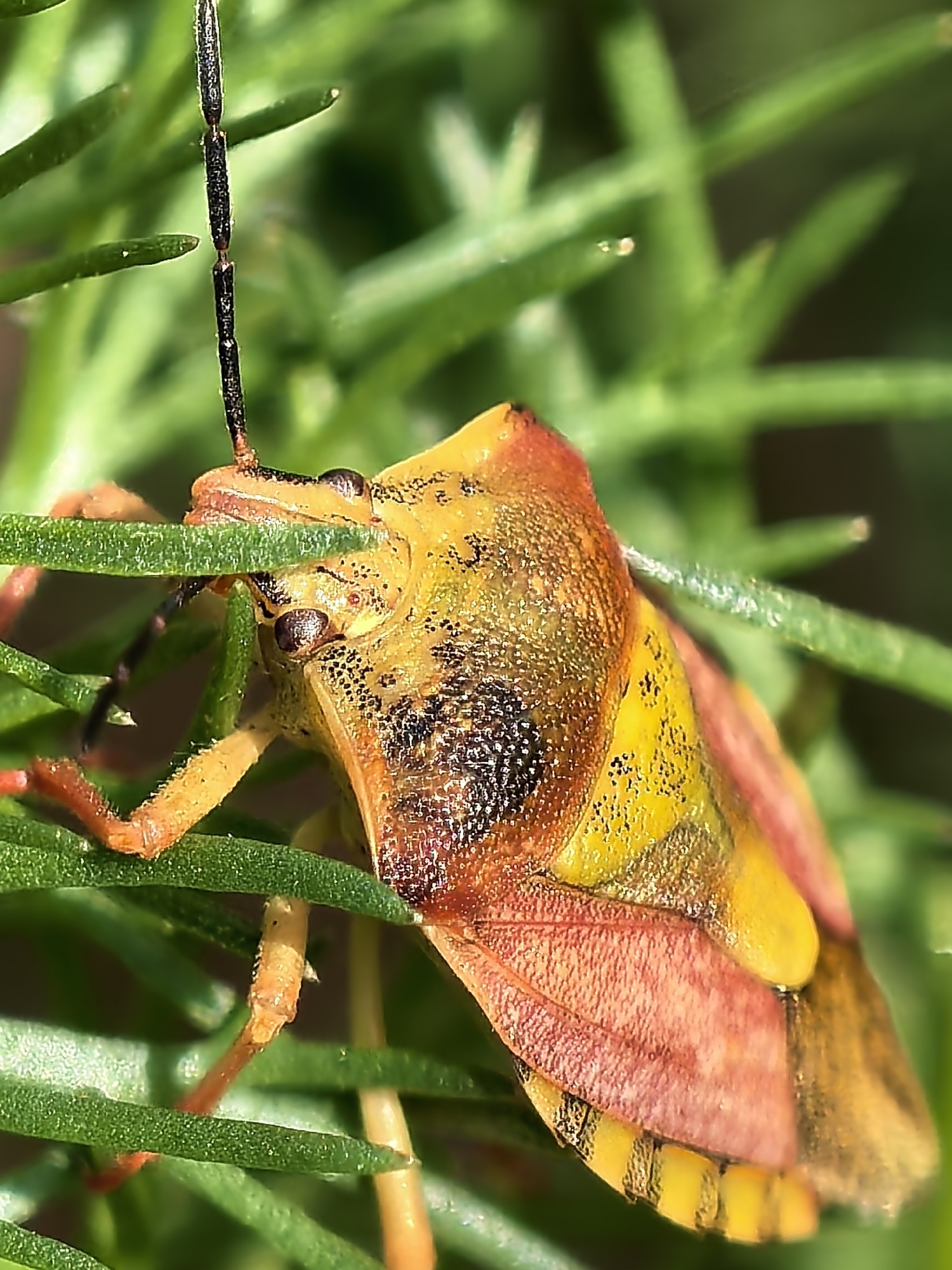 A detailed macro photograph presents a shield bug, likely a Pentatomidae species, resting on vibrant green, needle-like foliage. The insect is the central subject, sharply focused against a softly blurred green background, indicative of a shallow depth of field.
The shield bug showcases a striking coloration of bright yellow and reddish-brown across its robust, shield-shaped body. Black speckles are visible on its head, pronotum, and parts of its wings, adding to its intricate pattern. Two dark, prominent compound eyes are visible on its head, and a pair of long, slender, dark, segmented antennae extend upwards. Its legs, which are light orange to yellowish and also segmented, are seen gripping the green plant needles. One leg is distinctly wrapped around a needle, suggesting it is firmly anchored. The wings display a textured surface, primarily reddish-brown with yellow areas. Towards the rear of its body, a segment of its abdomen is visible, revealing distinct yellow and black stripes.
The setting is an outdoor, natural environment, with the insect perched on a plant with numerous thin, green leaves. The bright lighting suggests it is daytime. No specific location cues are discernible beyond a general natural habitat. There is no visible text in the image.