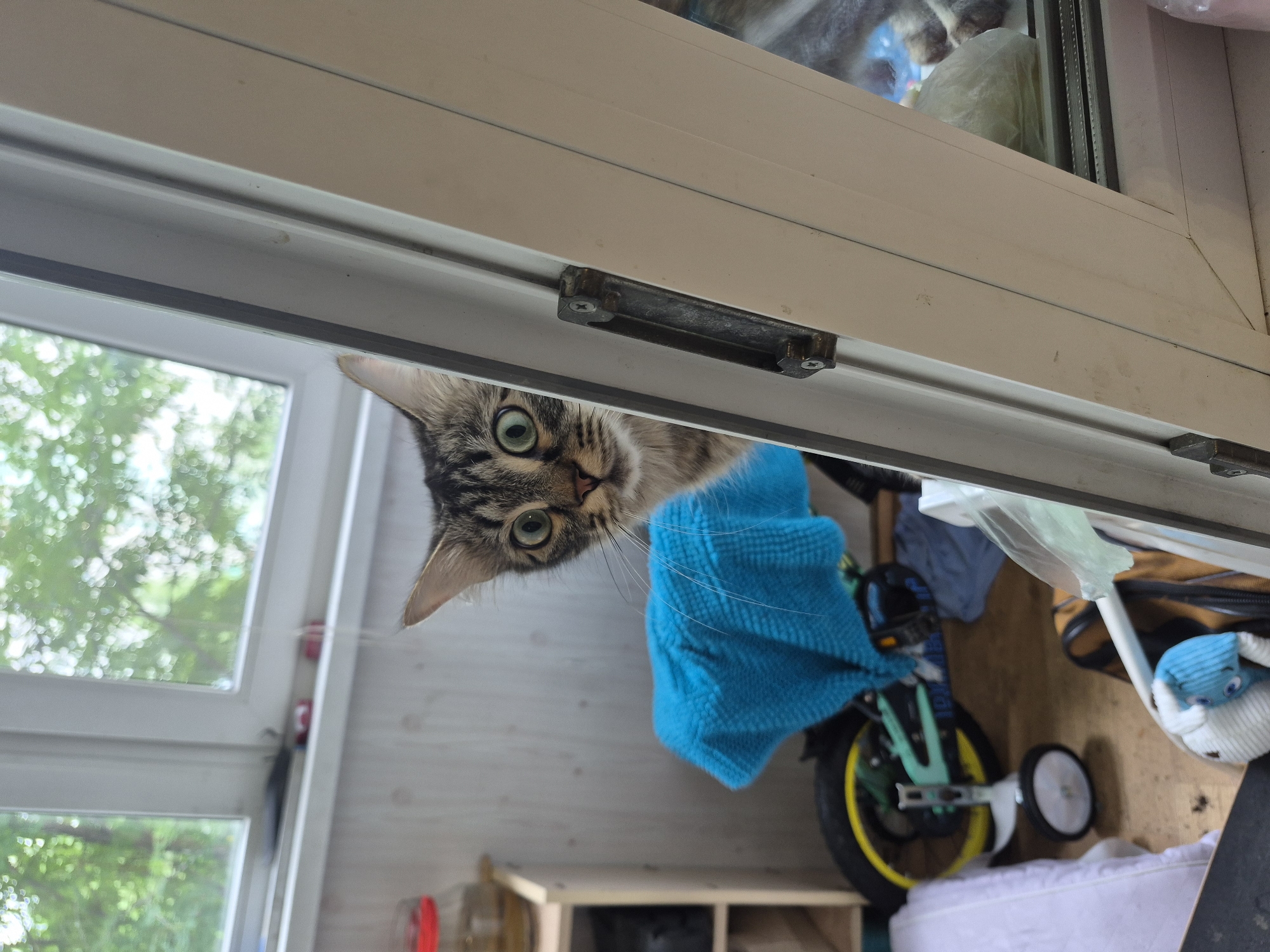 The image depicts an indoor scene, likely a room or balcony, with a window in the background. A tabby cat with wide, alert green eyes is peeking from behind a white frame, partially obscured by a bright blue cloth draped over what appears to be a small bicycle with training wheels. The room has light-colored wooden walls and a floor that appears to be made of wood or laminate. To the left, there's a shelf unit with a glass jar containing a reddish substance. Various objects are scattered around the floor, including a white mattress or cushion, a stuffed toy, and bags. The overall impression is of a lived-in space, possibly a child's room or a play area. The image was taken in Nyagan, Russia.