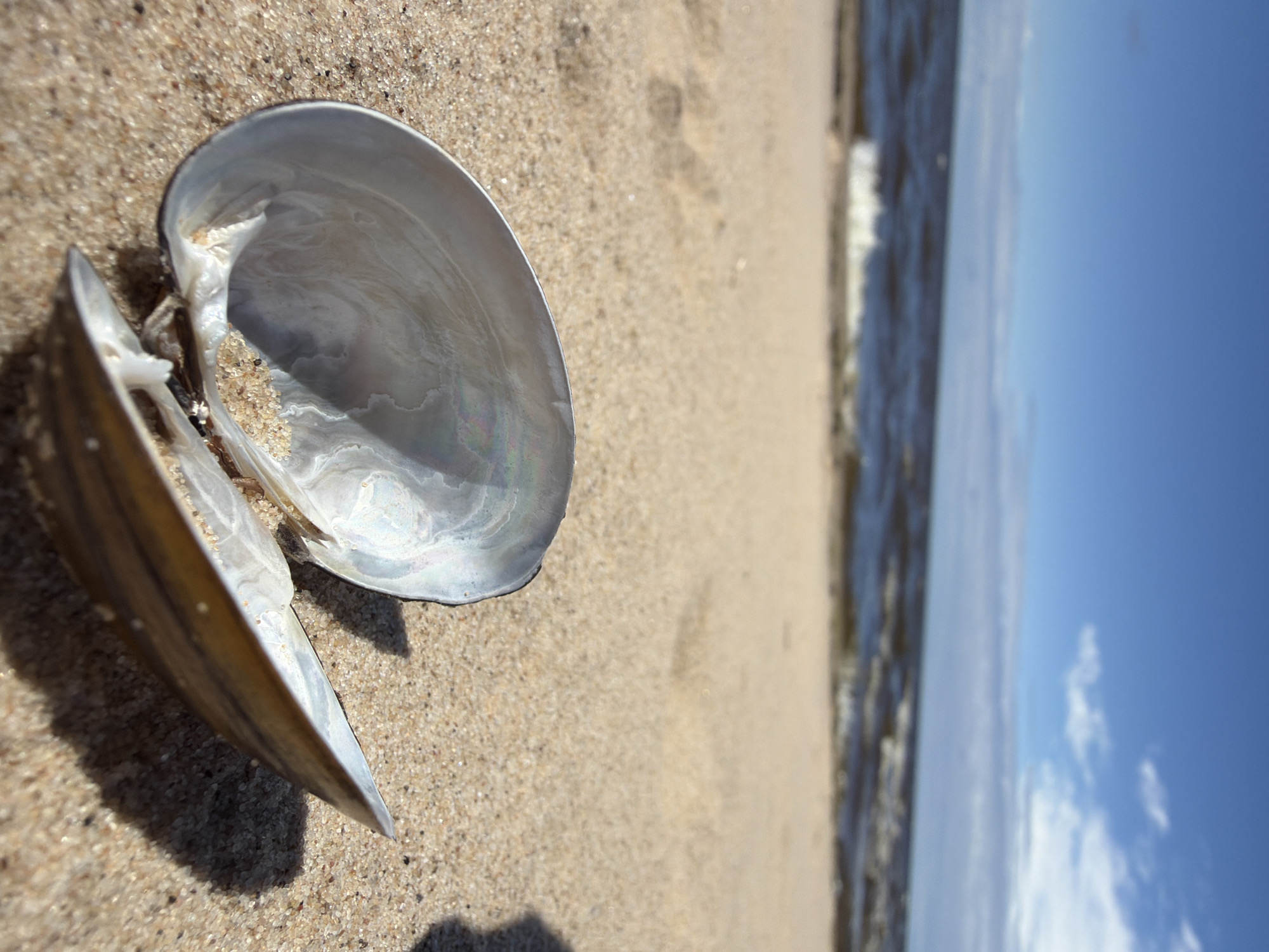 A weathered, open seashell lies on a sandy beach in Lilaste, Latvia. The shell's interior displays iridescent mother-of-pearl, reflecting soft hues of blue and pink, with a small amount of sand accumulated inside one valve. The exterior of the shell exhibits subtle striations and a muted, earthy tone. The sandy beach stretches out, showing faint footprints, and meets the dark, rippling water of the Baltic Sea under a bright blue sky dotted with sparse white clouds. The sun casts a soft shadow from the shell onto the sand. The scene is peaceful and natural, evoking a sense of seaside tranquility.