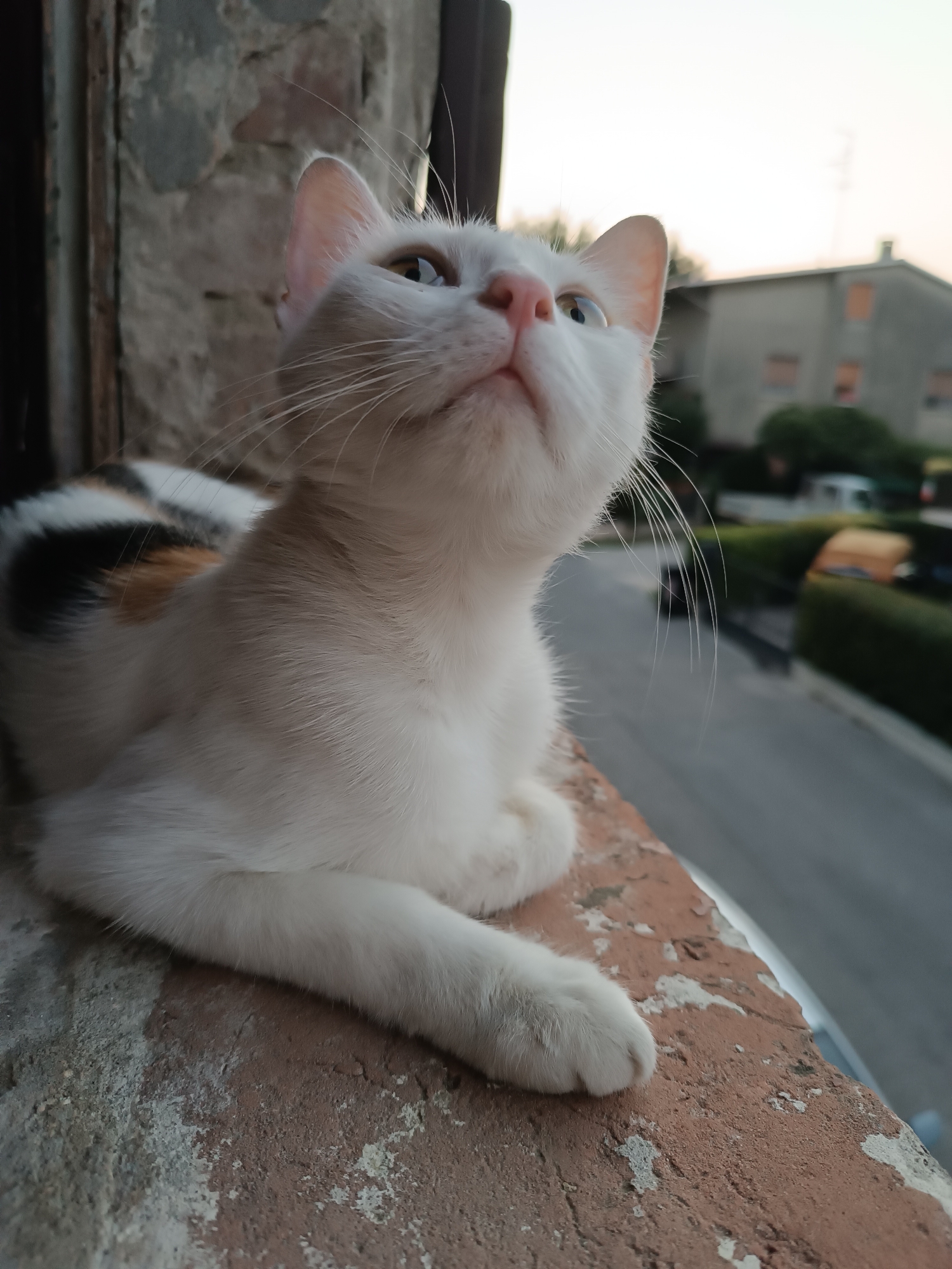 A calico cat with white, black, and orange markings is perched on a brick ledge, looking upwards. The cat's gaze is directed towards the upper right of the frame. Its body is mostly white with patches of black and orange on its back. The cat's right paw is visible resting on the ledge. The ledge itself appears to be made of weathered brick with patches of white paint or plaster. In the background, a street is visible with a few parked cars and houses. The sky is a pale, overcast grey, suggesting it is either early morning or late evening. The scene is likely from an urban or suburban environment.