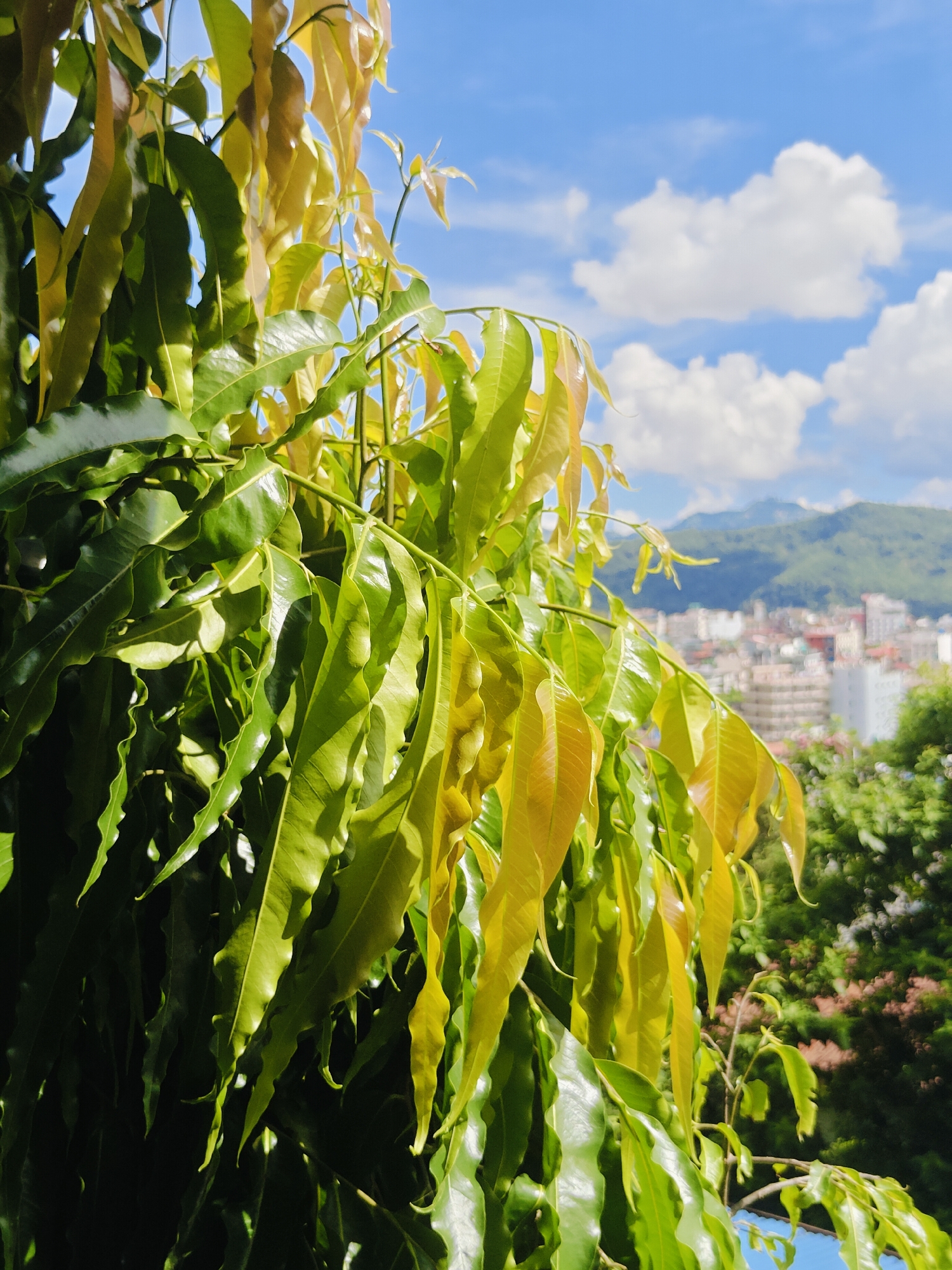A close-up, vertical shot of lush, green and yellow leaves from a tree dominates the foreground. The leaves are elongated with slightly wavy edges and are catching the sunlight, creating highlights and shadows. Behind the foliage, the city of Pokhara, Nepal, is visible in the middle ground and background. Buildings of varying heights and colors are clustered together, with a backdrop of green, tree-covered mountains under a bright blue sky filled with fluffy white clouds. The overall impression is one of nature in harmony with an urban landscape.