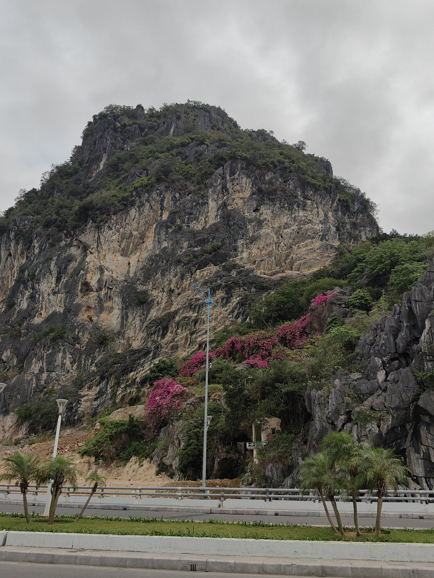 The image depicts a mountain in Hong Gai Ward, Vietnam, partially covered with vegetation and pink flowers. The mountain's rocky face is textured with grey and beige tones. A road runs along the base of the mountain, separated by a concrete barrier. Small palm trees are planted in the grassy median of the road. Streetlights are visible along the roadside. The sky is overcast. A building appears to be built into the mountain.