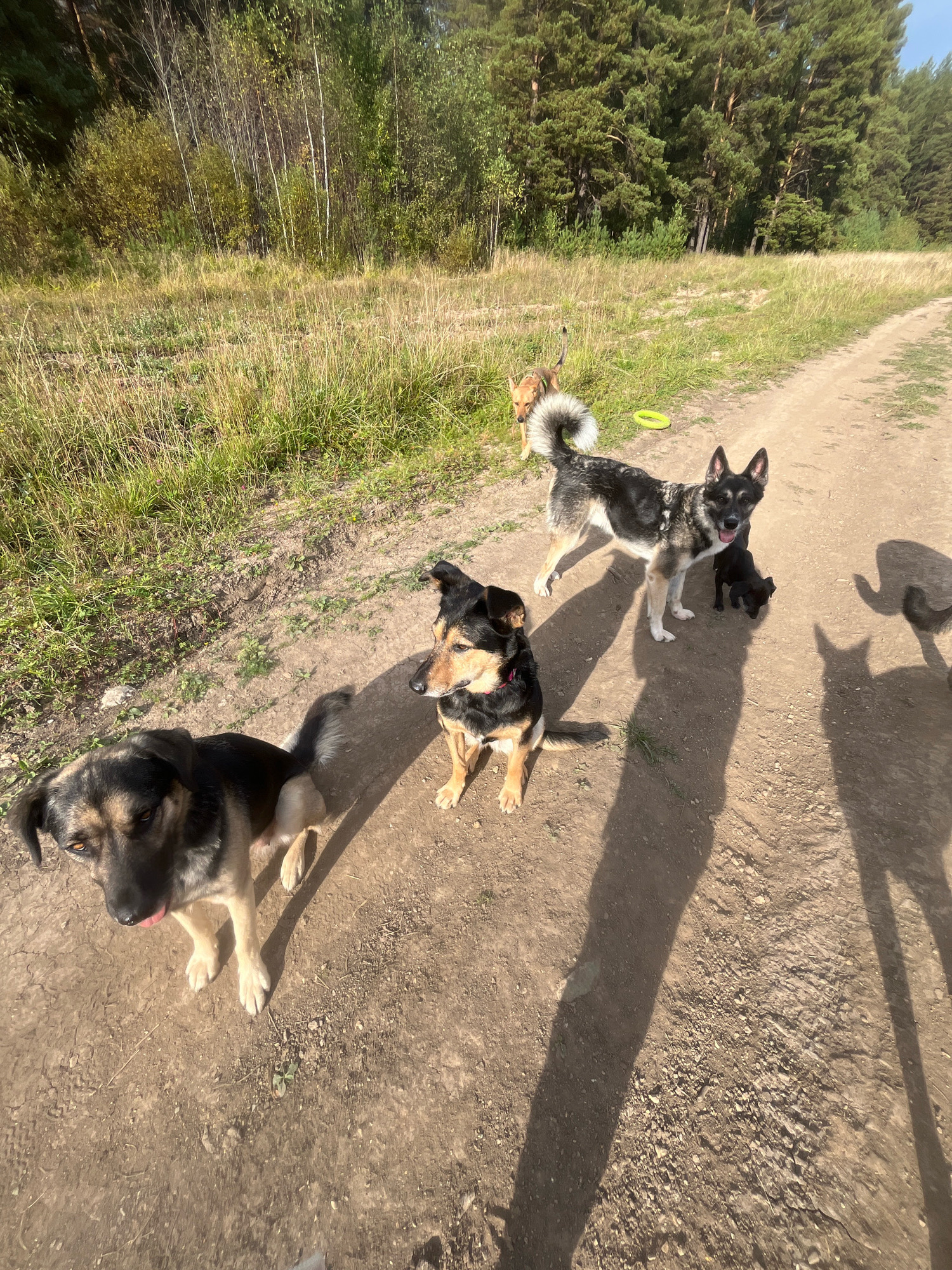 Four dogs are on a dirt path in a wooded area with tall grass. In the foreground, a German Shepherd-mix dog is looking at the camera with its tongue out. To its right, a black and tan dog is looking to the side. In the middle ground, a black dog is interacting with a larger black and white dog with a bushy tail. Further in the background, a brown dog is standing in the grass. The scene suggests a dog park or a trail frequented by dog owners. The location is identified as Nizhny Tagil, Russia.