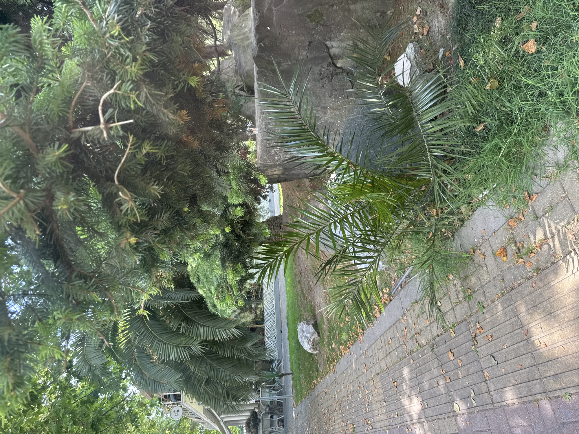This media file is a photograph taken outdoors in Otradnoe, Russia. The scene depicts a pathway paved with grey and red rectangular bricks, bordered by a strip of grass and fallen leaves. To the left of the pathway, lush green foliage from palm trees and coniferous trees dominates the foreground. A large, grey boulder is situated on the grass. Further back, a white wall with a geometric pattern is visible, and beyond that, hints of a structure with outdoor seating and tables suggest a cafe or restaurant. A metal fence runs along the edge of the grassy area. The lighting indicates it is daytime, with shadows cast across the pathway, suggesting a sunny but possibly mild day. There are no people visible in the image. The overall atmosphere is natural and somewhat serene, hinting at an urban green space. There is no visible text in the image.