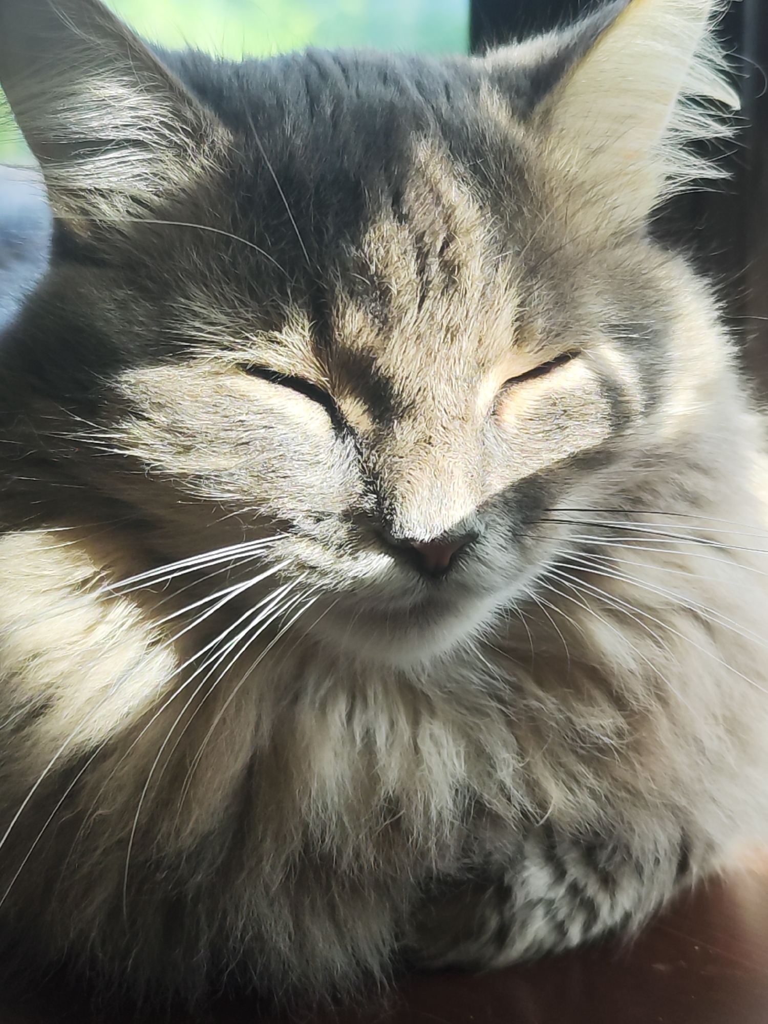 A close-up shot reveals a cat with its eyes closed, bathed in sunlight. The cat is gray and has long whiskers. The background is slightly blurred, suggesting the cat is indoors, but the location in the city of Chaikovsky, Russia, is not discernible from the image.
