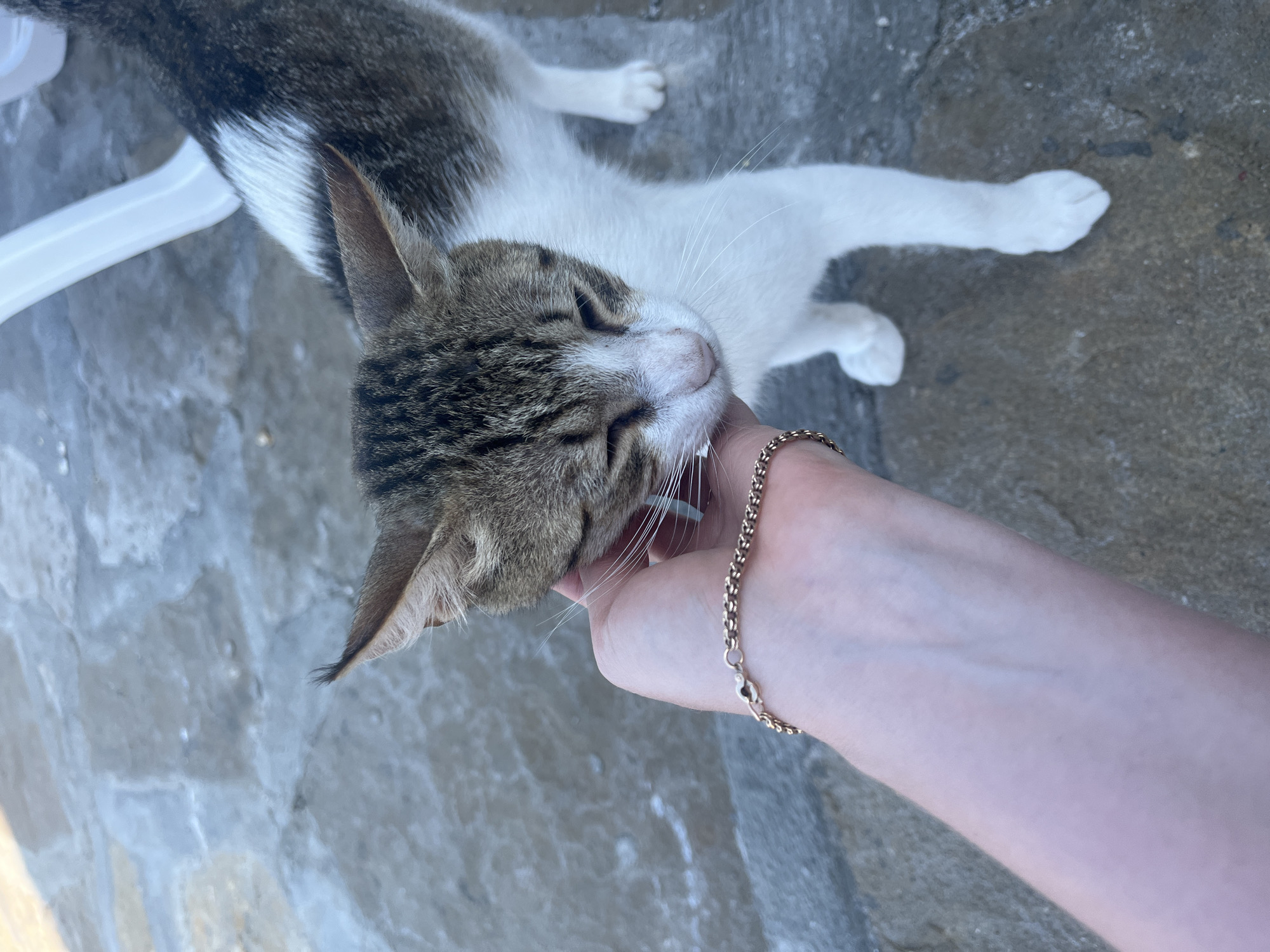 In Alanya, Turkey, a person's hand, adorned with a gold bracelet, gently strokes a tabby and white cat. The cat's eyes are closed, and its head is tilted slightly as it enjoys the affection. The scene unfolds outdoors on a paved surface, possibly a patio or courtyard, with large, irregular stone tiles. A portion of a white plastic chair is visible in the background. The lighting suggests it is daytime.
