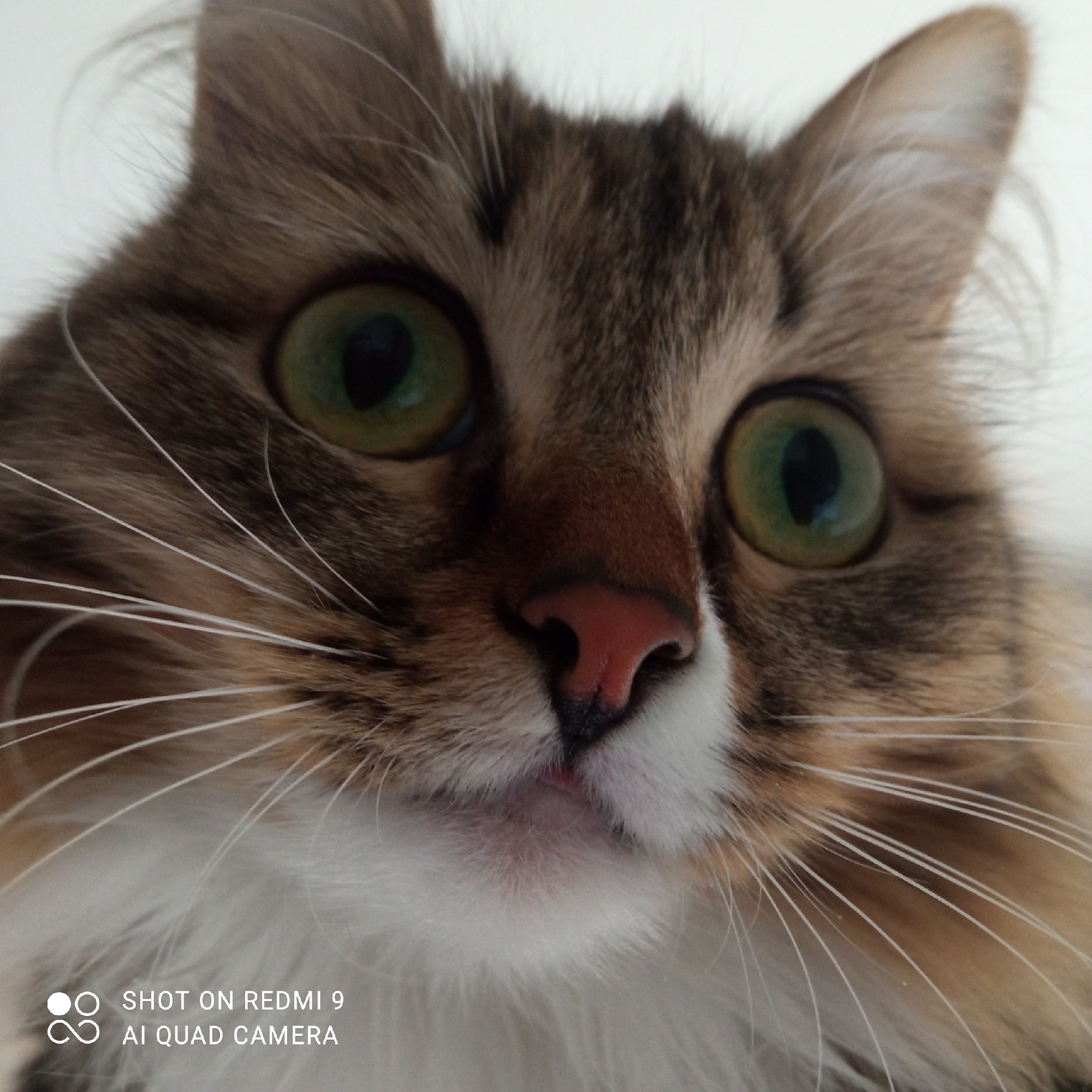 A close-up image of a cat's face. The cat has green eyes, a pink nose, and white whiskers. The cat's fur is a mix of brown, white, and tan. The background is a light color. The image has a watermark that reads "SHOT ON REDMI 9 AI QUAD CAMERA". The location is unknown.