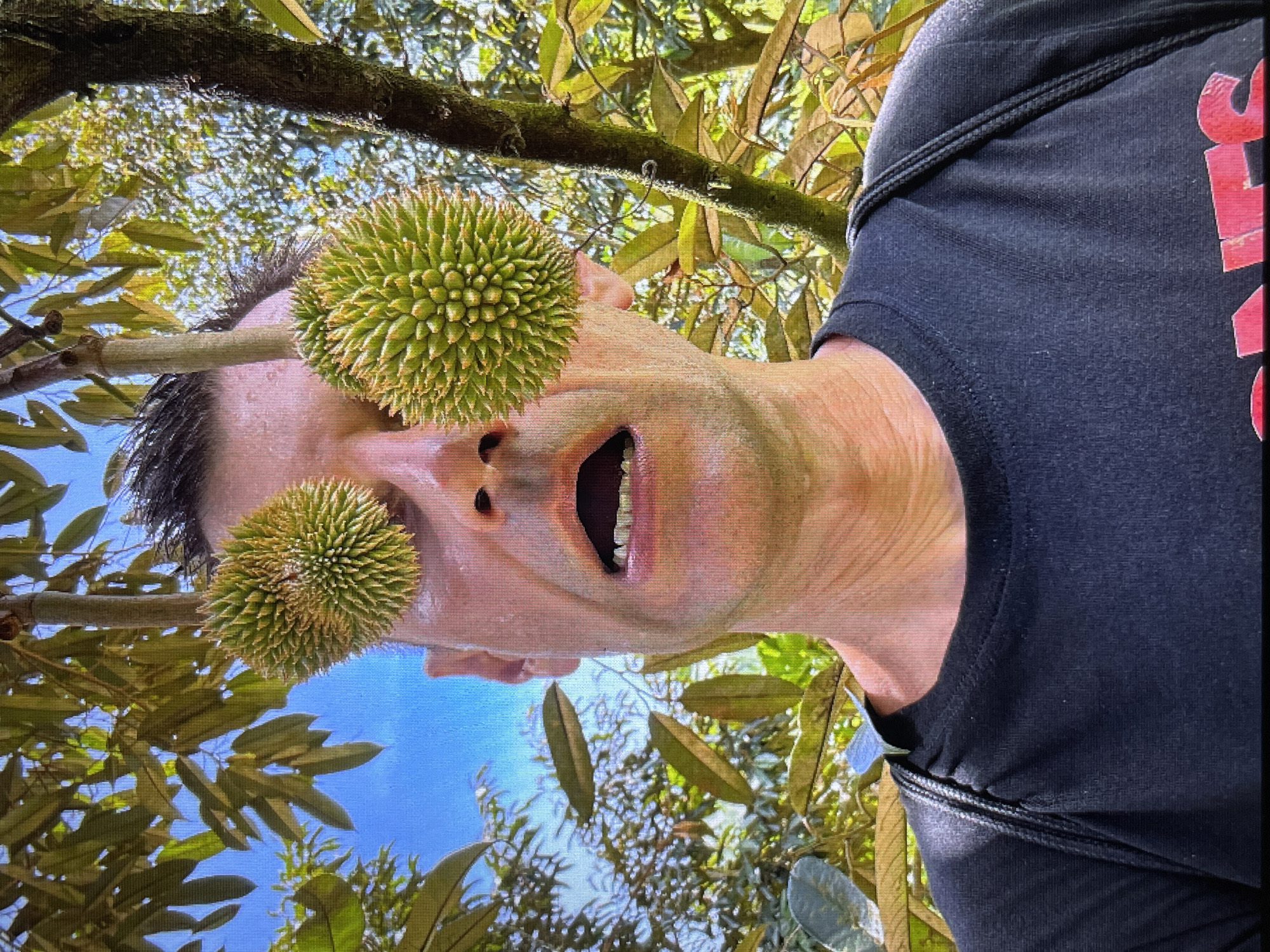 A man's face is centered in the frame, with two durians placed over his eyes. The durians are green and spiky. The man's mouth is open, revealing his teeth. He is wearing a black t-shirt and a dark backpack strap is visible over his shoulder. The background consists of green leaves and tree branches against a blue sky. The image appears to be taken outdoors, possibly in a tropical environment where durian fruit grows.