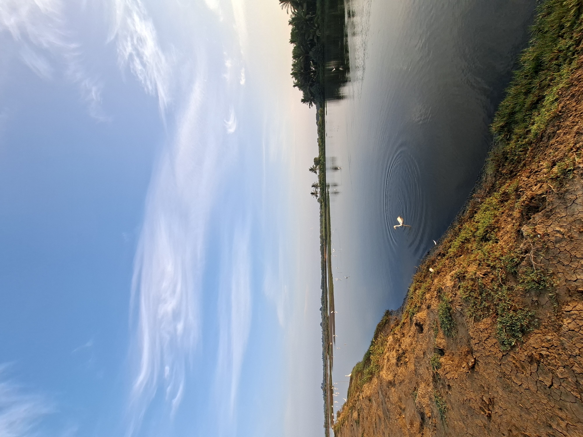 The image depicts a tranquil natural scene in Kruengmate, Indonesia. A wide, calm body of water fills the majority of the frame, reflecting the pale blue sky dotted with wispy white clouds. The water's surface is disturbed in the foreground by concentric ripples emanating from a single white egret in the middle of the frame. Along the left bank, dry, cracked earth is covered with sparse green vegetation. The right bank is lined with a dense growth of palm trees and other greenery. Several white egrets are visible scattered along the distant banks and in the water, adding to the serene atmosphere. The lighting suggests it is either early morning or late afternoon, with a soft, diffused light casting gentle shadows.