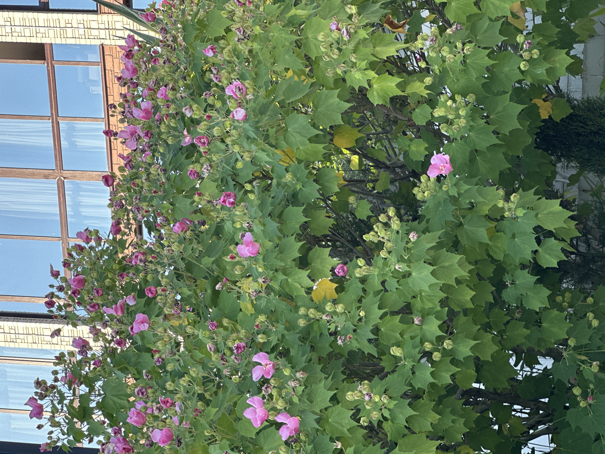 The image shows a dense flowering shrub with bright pink hibiscus flowers and numerous green buds. The shrub is in full bloom, with leaves of a vibrant green color. In the background, there is a modern building with large glass windows and brick accents. The lighting suggests it is daytime, possibly late afternoon, given the shadows and the warm tone of the light. There are no people or animals visible in the frame. The scene is likely an outdoor setting in a city, given the presence of the building. It is not possible to definitively determine the exact location in Sochi, Russia from this image alone, as it depicts a common type of urban garden or park landscape.
