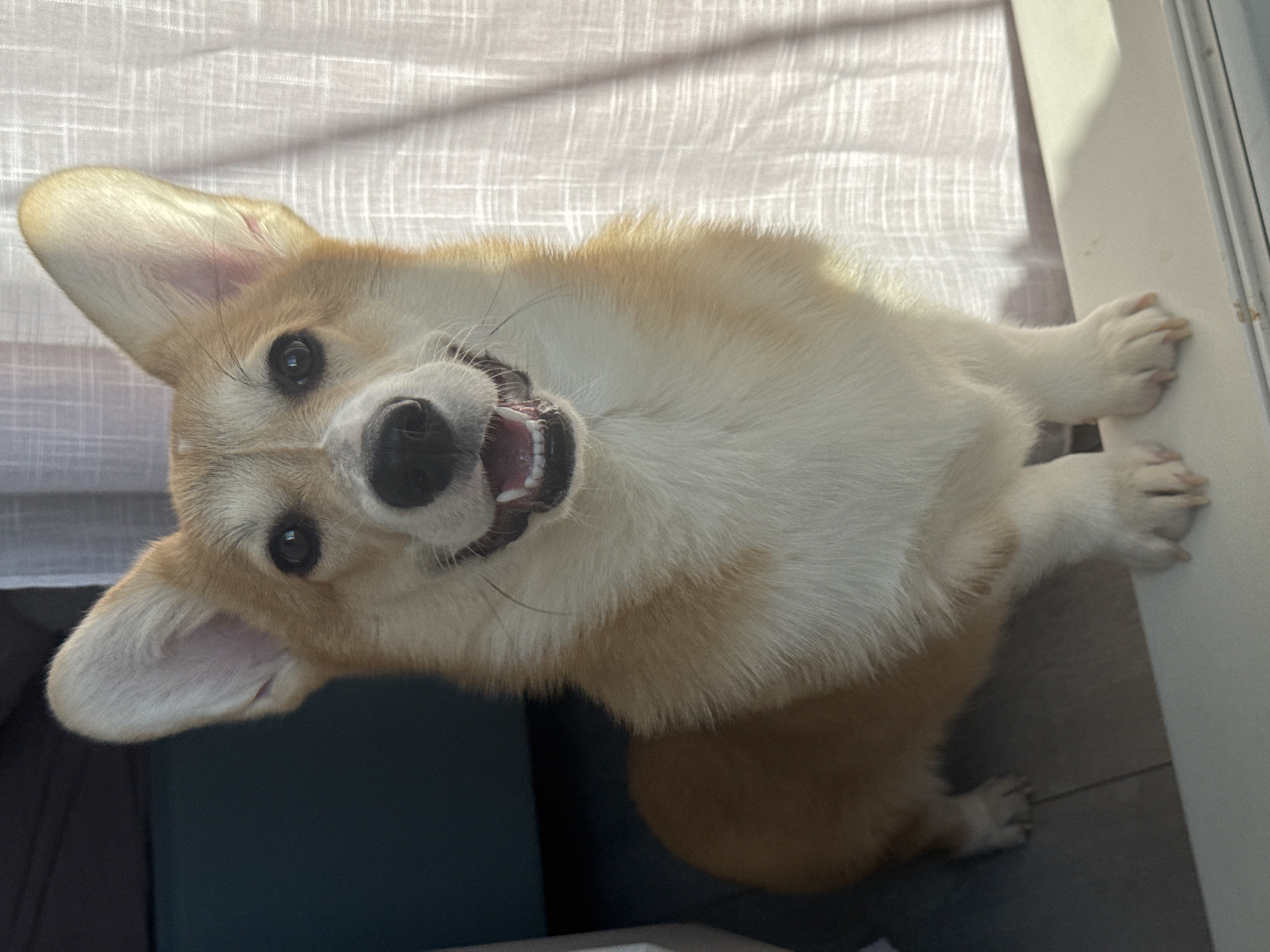 A medium-sized corgi dog with a light brown and white coat is lying on its back, looking up at the camera with its mouth open in a smile. The dog's paws are resting on a white wall or surface. Behind the dog, a translucent white curtain covers a window. A dark blue or gray object is partially visible beneath the dog. The location, Chaikovsky, Russia, cannot be verified based on the image.