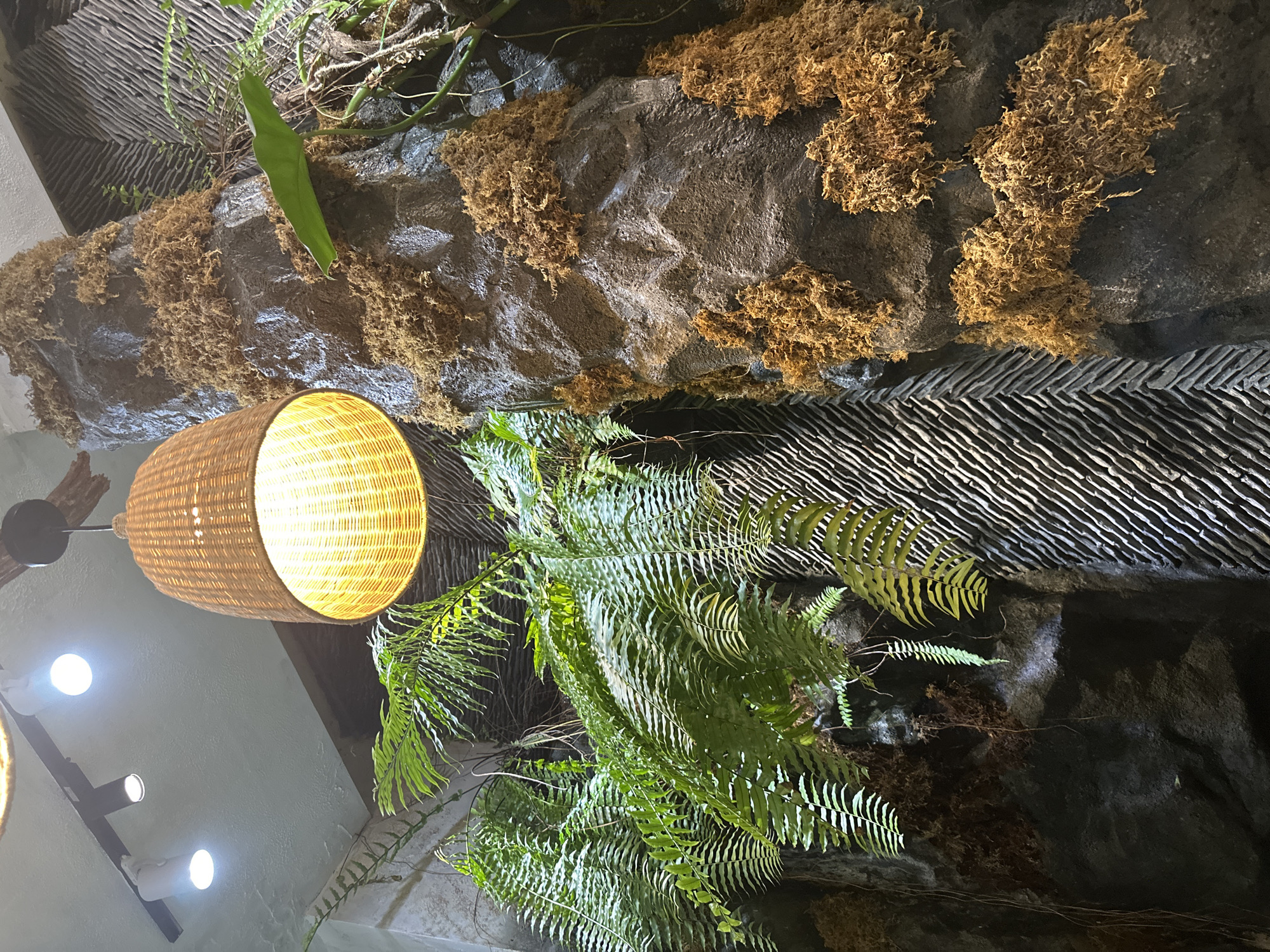 This image captures a detail of a tropical-themed interior space, likely a cafe or restaurant, shot from a low angle looking upwards. The overall aesthetic is natural and inviting, fitting for the given location context of Nha Trang Ward, Vietnam.
A prominent feature is a large, circular pendant lamp crafted from woven wicker or rattan, positioned on the left side of the frame. It emits a warm, golden light, highlighting its intricate texture. Below and to the left of this main lamp, several modern white spotlights are mounted on a black track against a lighter ceiling, casting cooler, white illumination.
The background consists of a dark, irregularly textured surface resembling natural rock or stone, adorned with patches of dried, brownish, moss-like material. Lush green ferns with delicate, segmented fronds are abundant, cascading and growing from the textured wall, adding vibrancy and a sense of natural growth. A single, larger green leaf is also visible near the top-center. Towards the right, another part of the wall is covered with narrow, dark, horizontally arranged strips, forming a distinct diagonal pattern.
The scene is devoid of people and there is no visible text. The combination of natural materials, lush greenery, and artificial lighting creates a warm, tranquil, and immersive ambiance, suggesting an indoor setting designed to evoke an outdoor, tropical environment.