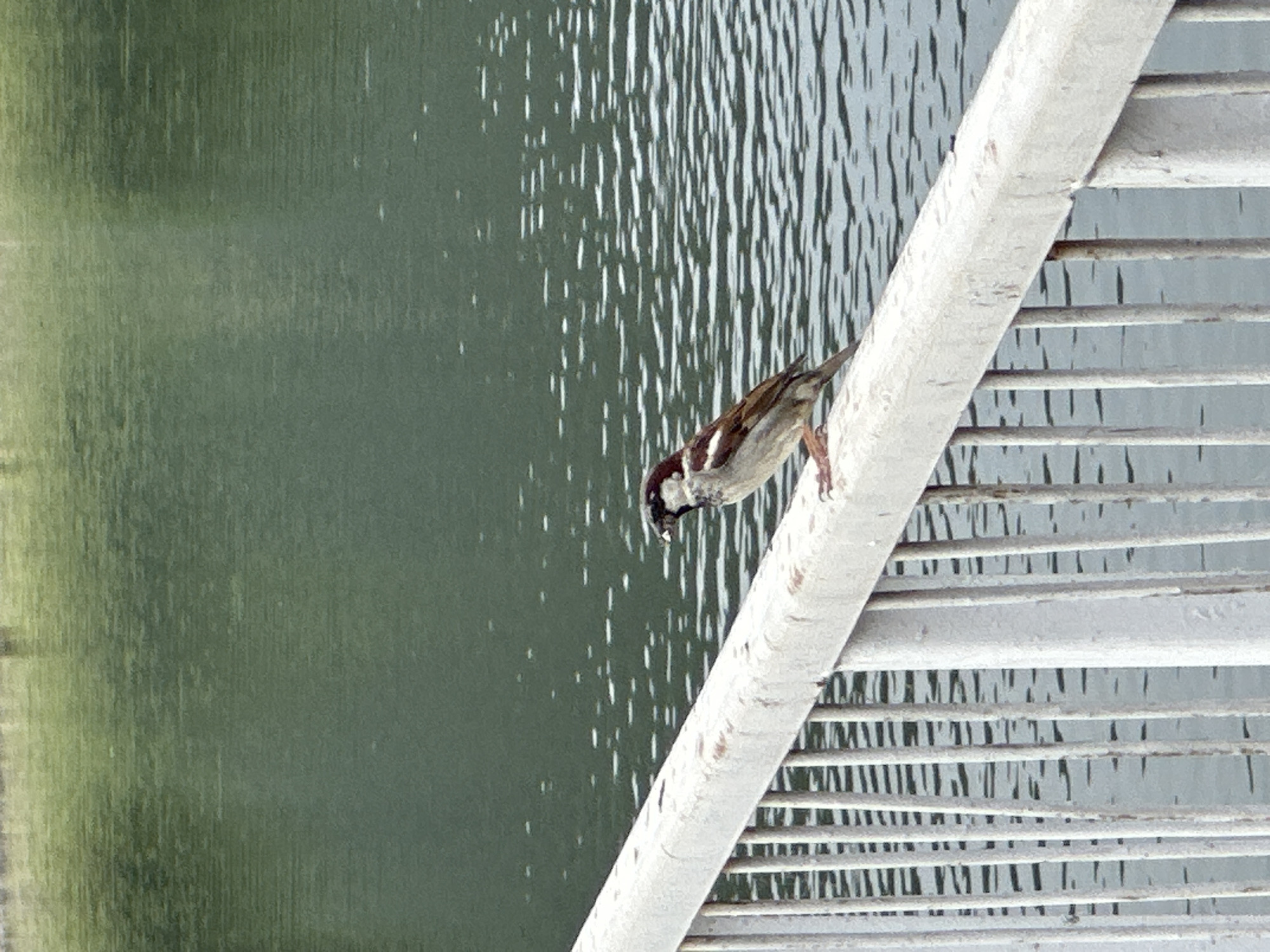 The image depicts a solitary house sparrow (Passer domesticus) perched on a white, weathered metal railing, overlooking a body of water in Lisitsite, Bulgaria. The sparrow, positioned in the lower-right quadrant, faces left and appears to hold a small, light-colored object in its beak. Its plumage shows typical brown, grey, and white markings. The railing, which runs diagonally from the lower-left to the right edge, is painted white, exhibiting signs of wear, flaking paint, and some rust spots. Numerous vertical white bars extend downwards from the main railing, partially obscured by the water. The water, a dark greenish-grey hue, occupies the majority of the background and displays subtle ripples and reflections of light, creating horizontal streaks across its surface. A narrow strip of faint green vegetation or distant shore is visible along the upper edge of the water. The scene is illuminated by natural light, casting no distinct shadows.