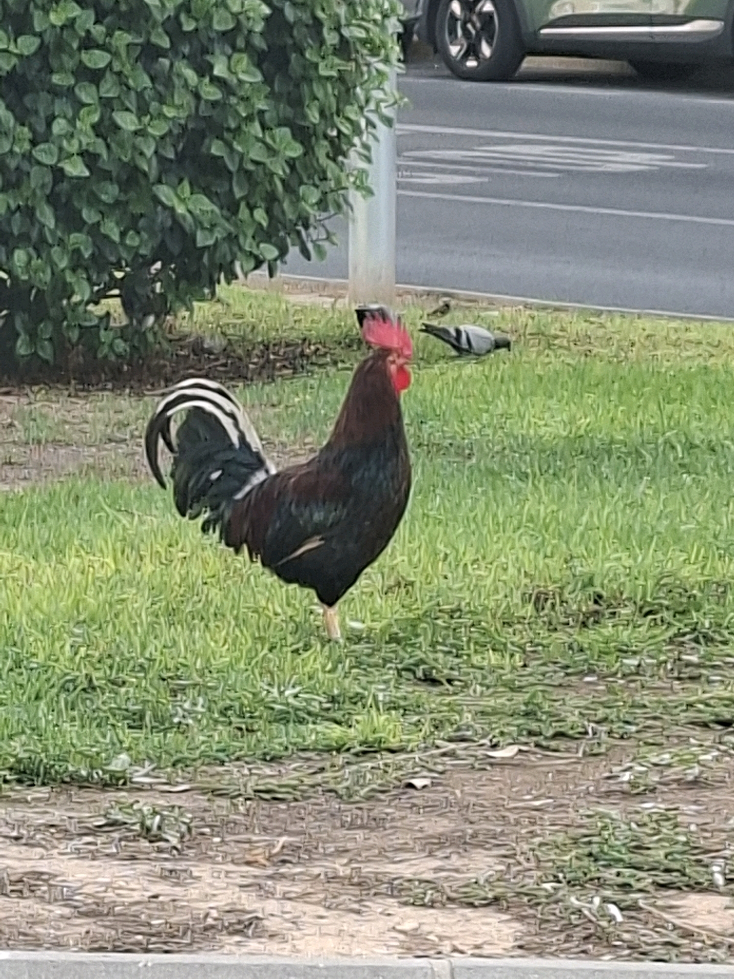 A rooster stands in the grass next to a road in Torrevieja, Spain. The rooster is facing the camera and is mostly black with red comb. A pigeon is visible in the background on the grass, near the road. A green car is parked on the side of the road. A bush is on the left side of the image, behind the rooster. The ground is covered in grass and dirt.