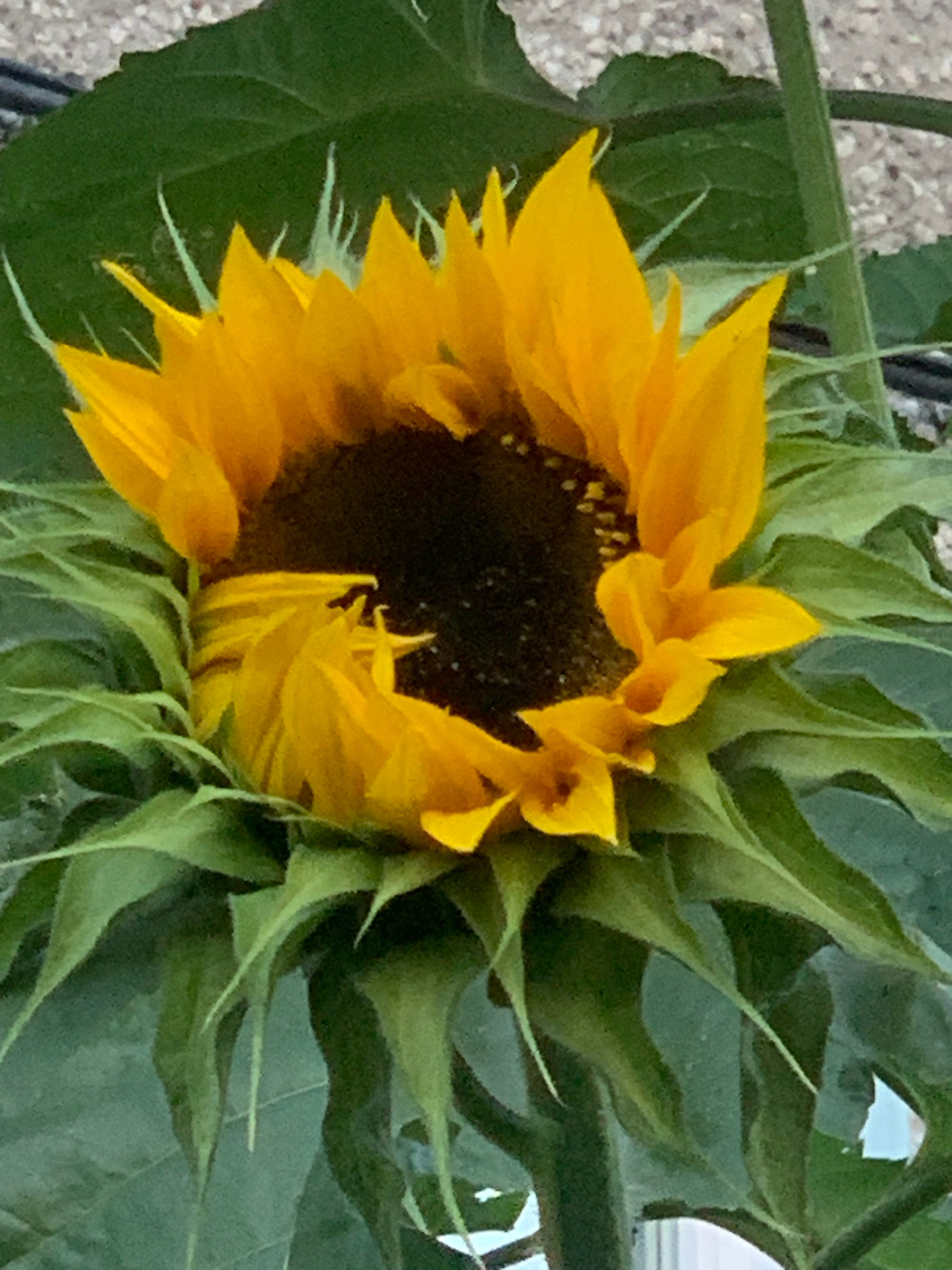 A close-up, vertical shot captures a partially opened sunflower with bright yellow petals unfurling around a dark center. The petals are delicate and slightly ruffled, with some appearing to be in mid-bloom. The green leaves of the sunflower are abundant, framing the flower head and extending upwards. The background is blurred, suggesting an outdoor setting, possibly a garden or park. The image has a shallow depth of field, drawing focus to the intricate details of the sunflower. The scene is devoid of any human presence or activity. The location in Prokopyevsk, Russia, is not discernible from the visual information provided in the image.