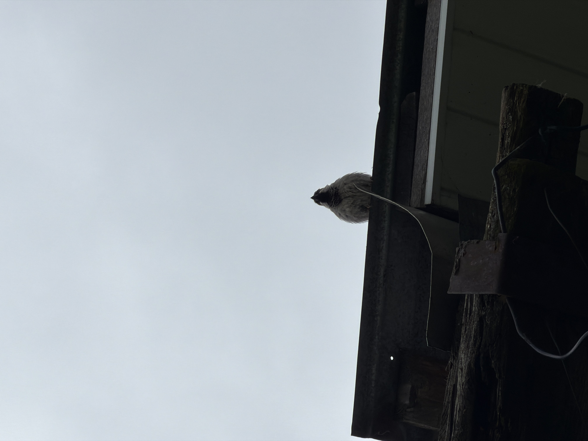 A low-angle shot captures a bird perched on the edge of an old structure against a wide, overcast grey sky. The bird, appearing to be a dark-headed, grey-bodied species (possibly a jackdaw or similar corvid), is positioned horizontally on a narrow beam or ledge in the upper right portion of the frame. Its body is oriented towards the left, with ruffled feathers.

The structure on which the bird rests is dark and appears weathered, consisting of a metal beam or frame, with visible dark, rough wooden posts, rusted metal brackets, and wires further to the right. These elements suggest an older, possibly rural or industrial building. The sky is uniformly light grey, indicating an overcast daytime. The lighting is soft and diffused, creating a somewhat muted palette. No human subjects or discernible text are present. The scene depicts a quiet moment of nature interacting with man-made structures in what appears to be Marakushi, Russia.