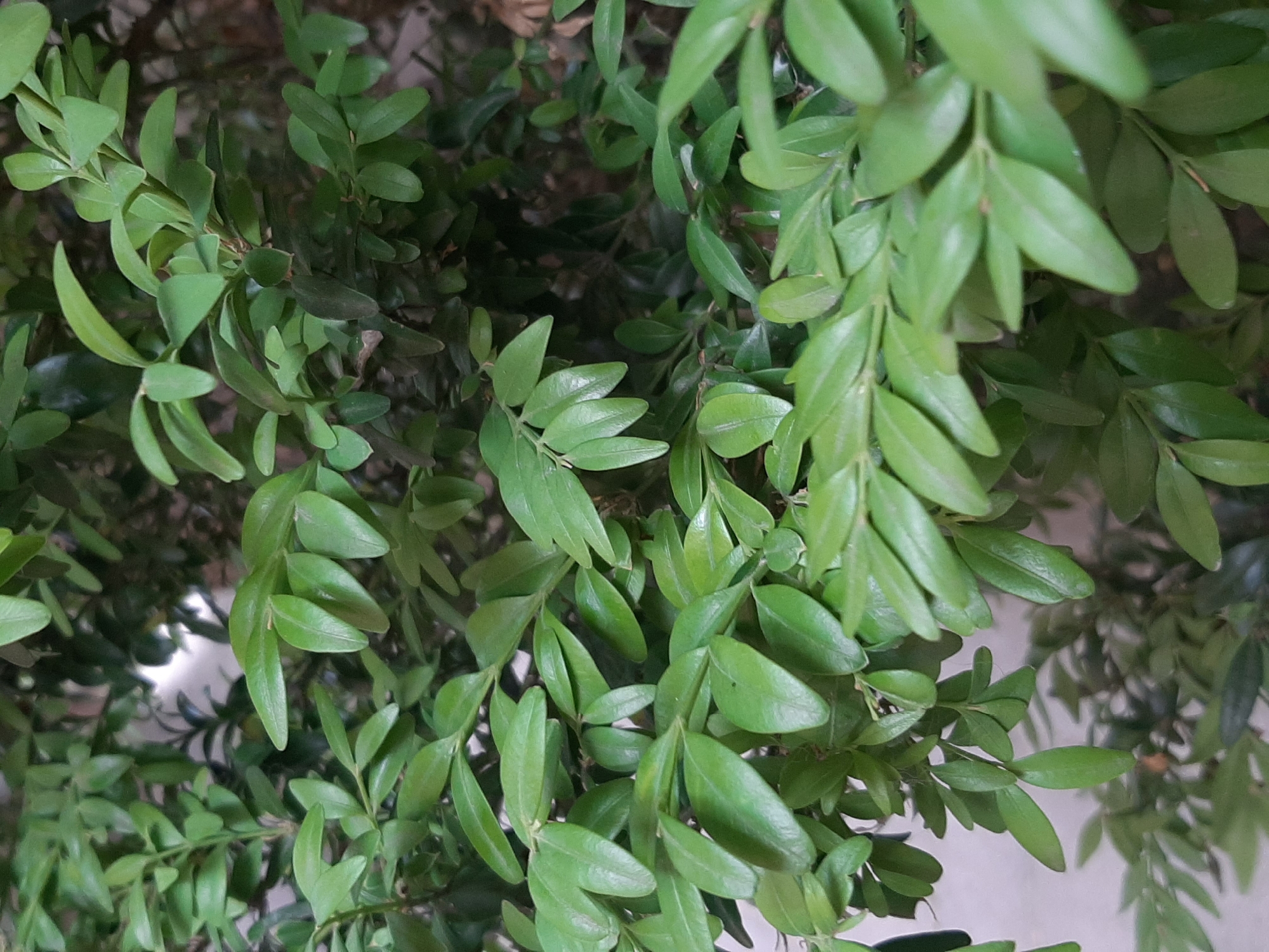 The image shows a close-up view of lush green foliage. The leaves are small, oval-shaped, and densely packed on thin branches, creating a textured and layered effect. The lighting suggests an outdoor setting, with some areas of the leaves appearing brighter due to light filtering through. There are no people, animals, or man-made objects visible in the frame. The image does not provide any information that would allow for its specific location within the city of Lviv, Ukraine, or any other geographical area.