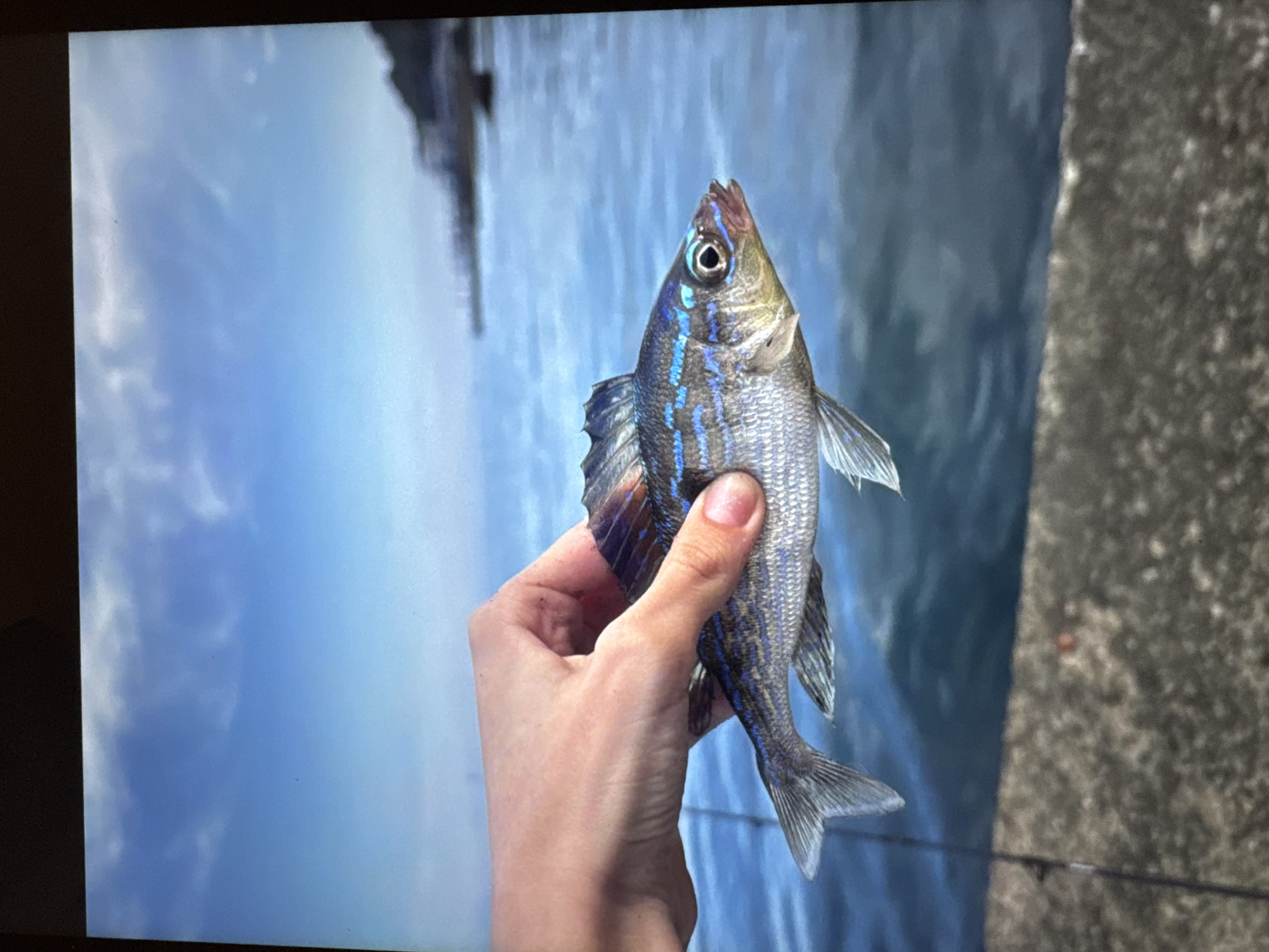 A close-up, eye-level shot captures a person's hand holding a small, silver fish with blue stripes against a backdrop of the sea and sky. The fish is positioned horizontally in the frame, with its head facing right. Its scales are iridescent, and its fins are detailed. The hand is holding the fish gently, with fingers wrapped around its body. The sea is a deep blue, with visible ripples and waves. The sky above is a bright, clear blue with scattered white clouds. In the background, a blurry silhouette of a coastline with structures is visible. The foreground features a rough, gray concrete surface, possibly a pier or embankment. A fishing rod is partially visible on the concrete surface. The scene is outdoors, likely near the coast. The image is sharp in the foreground and on the fish, with a softer focus on the background elements.