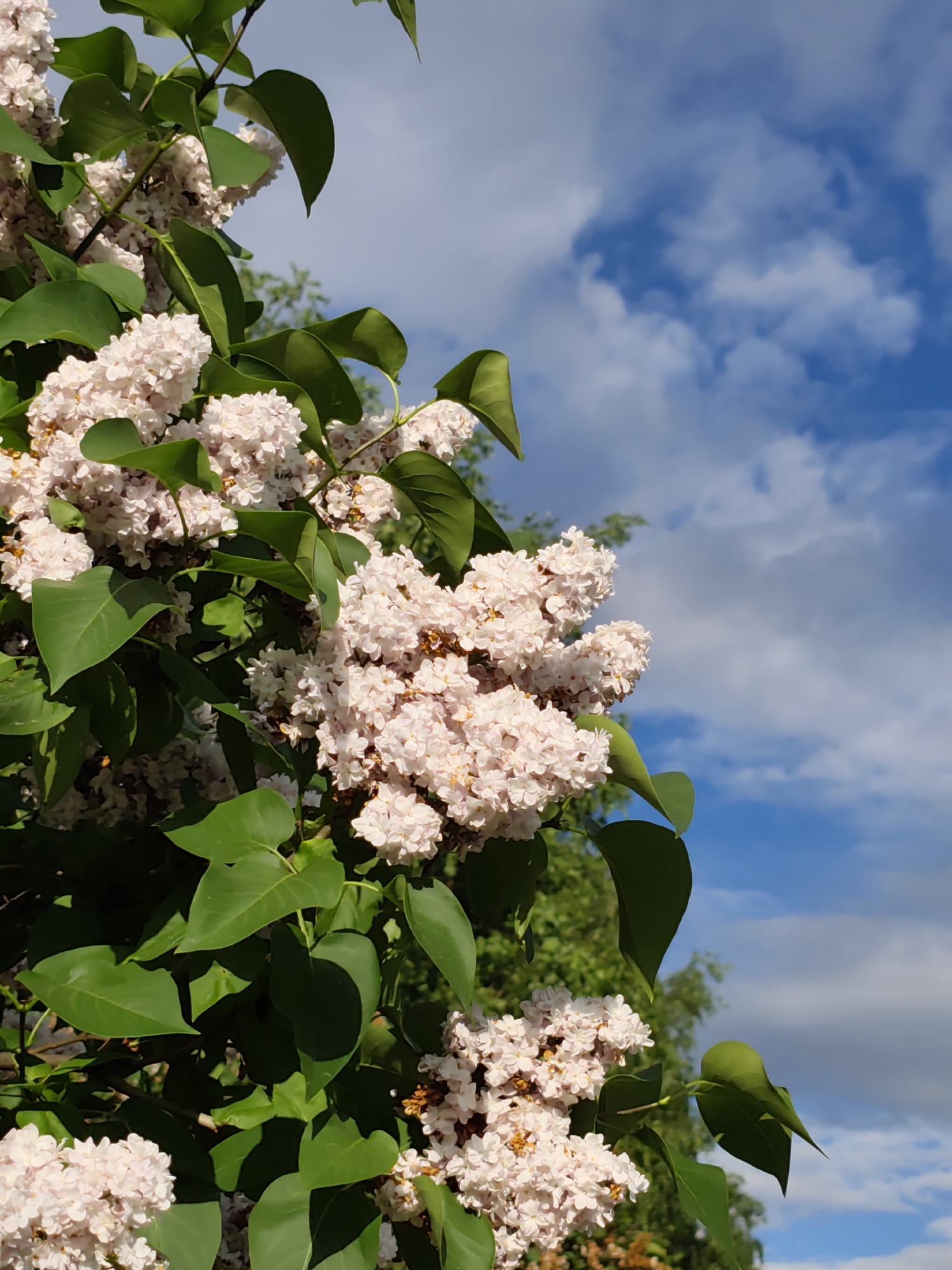 The image shows a close-up view of lilac blossoms with green leaves against a backdrop of a partly cloudy blue sky. The blossoms are light pink in color. The location appears to be outdoors and possibly a park or garden. No people are visible. The location within Moscow, Russia cannot be determined from the image.
