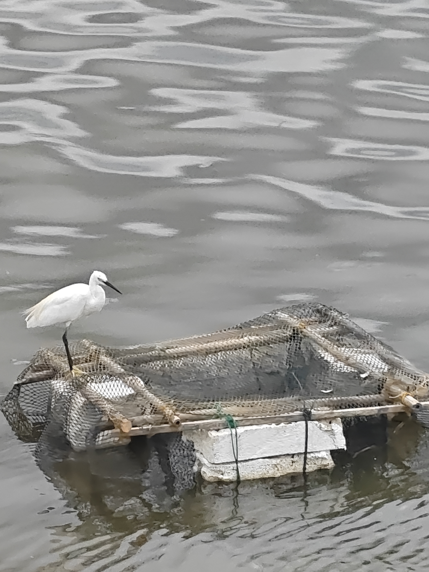 A white egret stands on one leg on a floating fishing trap in the water. The trap is constructed with netting and is partially submerged. The water is gray and rippled. The location is Lhokseumawe, Indonesia.