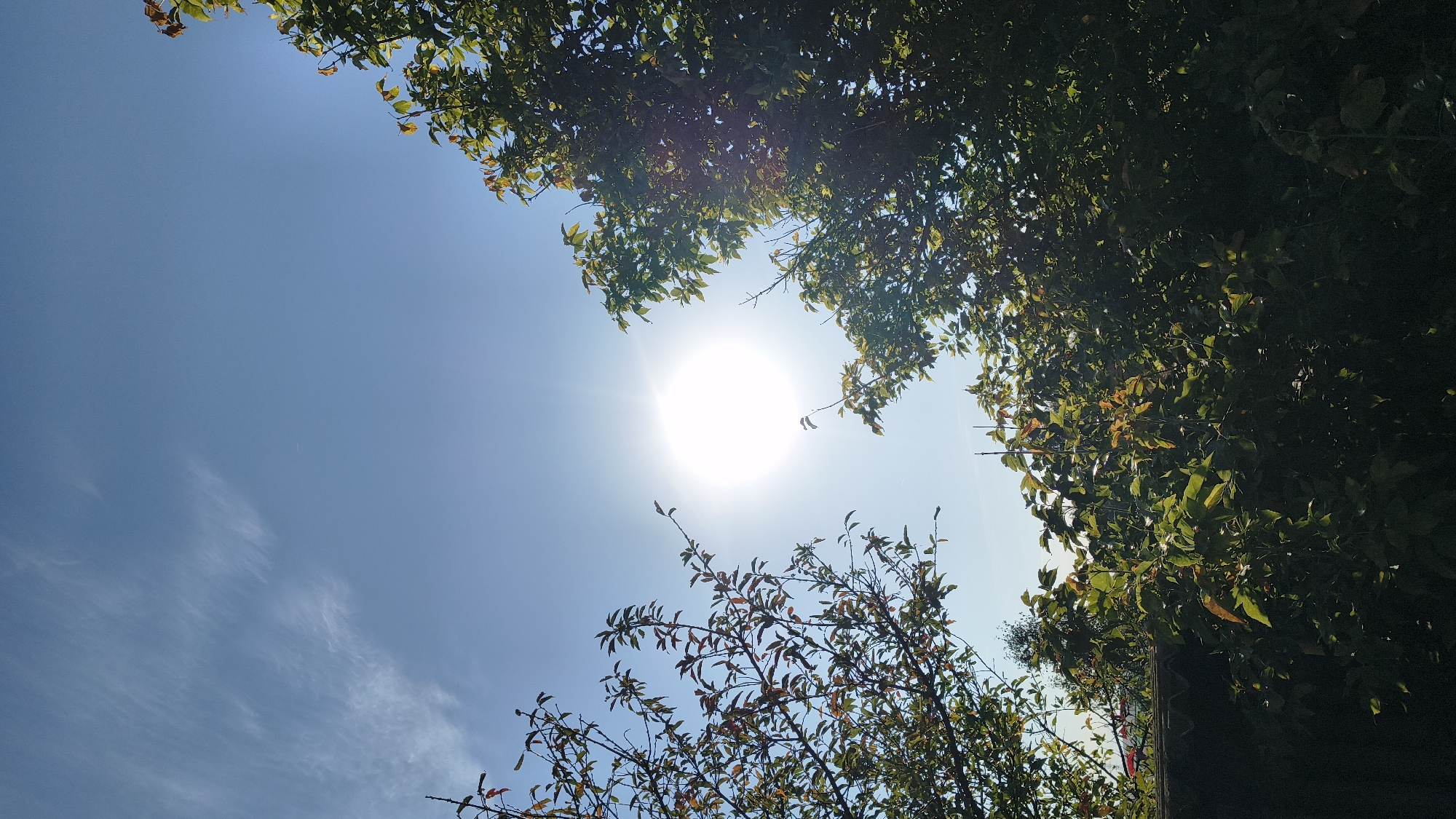 The image depicts a bright sunny day with the sun directly in the center, creating a lens flare. The sky is a clear, bright blue with a few wispy white clouds. Lush green trees frame the scene from the left and right, with some leaves showing hints of autumn colors. In the lower portion of the image, a dark fence is visible, partially obscured by foliage. The overall impression is one of a peaceful outdoor setting bathed in sunlight.