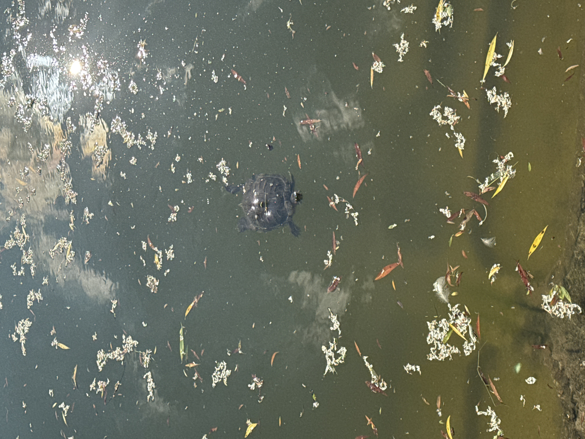 A turtle swims in murky green water, its shell dark and patterned. Scattered across the water's surface are numerous small, white, fluffy objects, possibly flower petals or seeds, along with a few brown and yellow leaves. The sun glints off the water in the upper right quadrant of the image, creating bright reflections and obscuring some details. The bottom of the image shows a dark, textured area, likely the edge of a pond or riverbank. There are no people visible in the image.