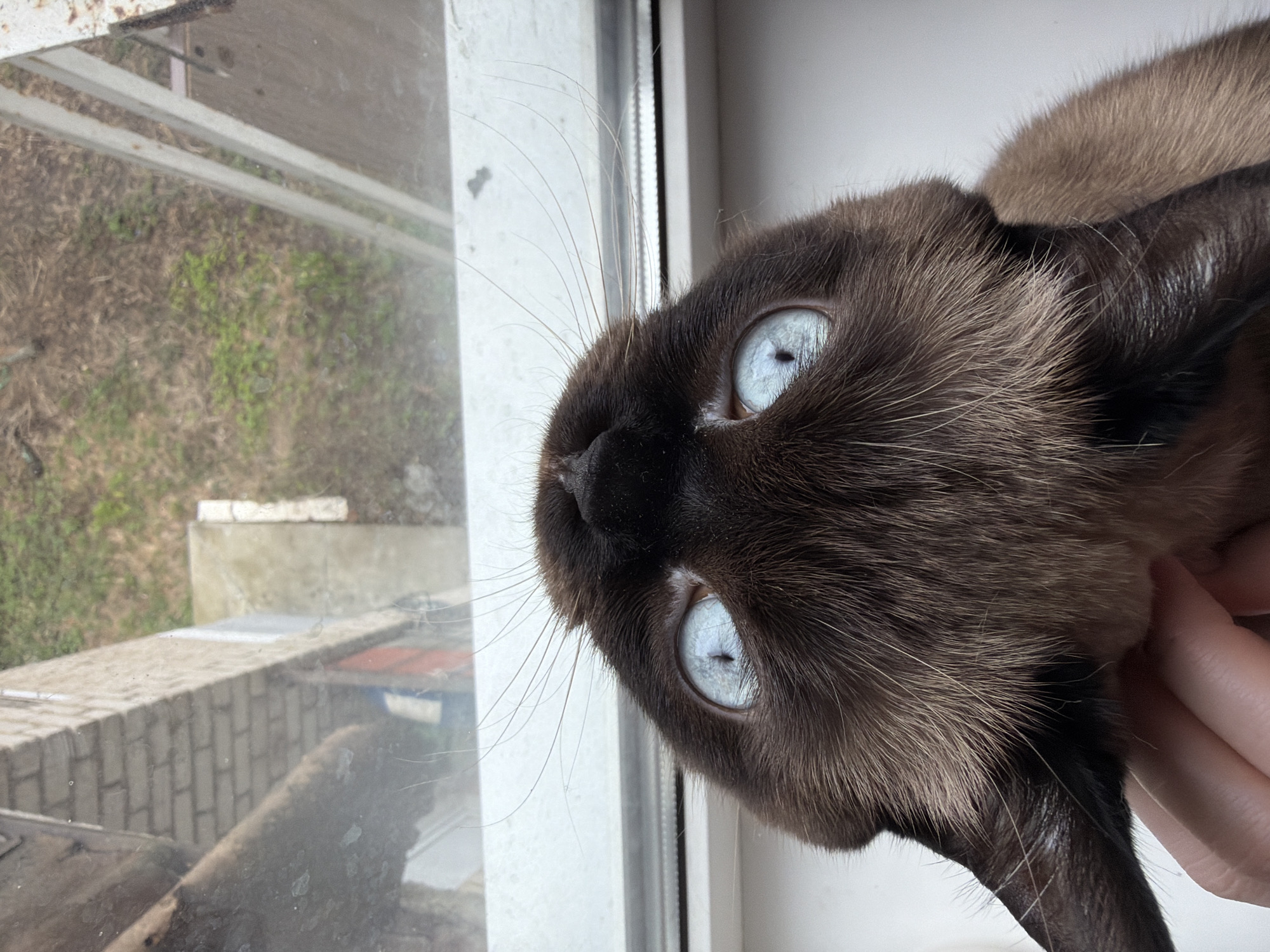The image shows a close-up of a Siamese cat's head and face. The cat has striking light blue eyes and dark brown fur around its face, ears, and nose, with lighter brown fur on the back of its head. The cat is positioned next to a window frame, and through the window, a view of an exterior scene is visible. The background outside the window includes a brick or concrete structure and grass. The cat is being held, as indicated by the presence of a human hand. The location is Chaikovsky, Russia.