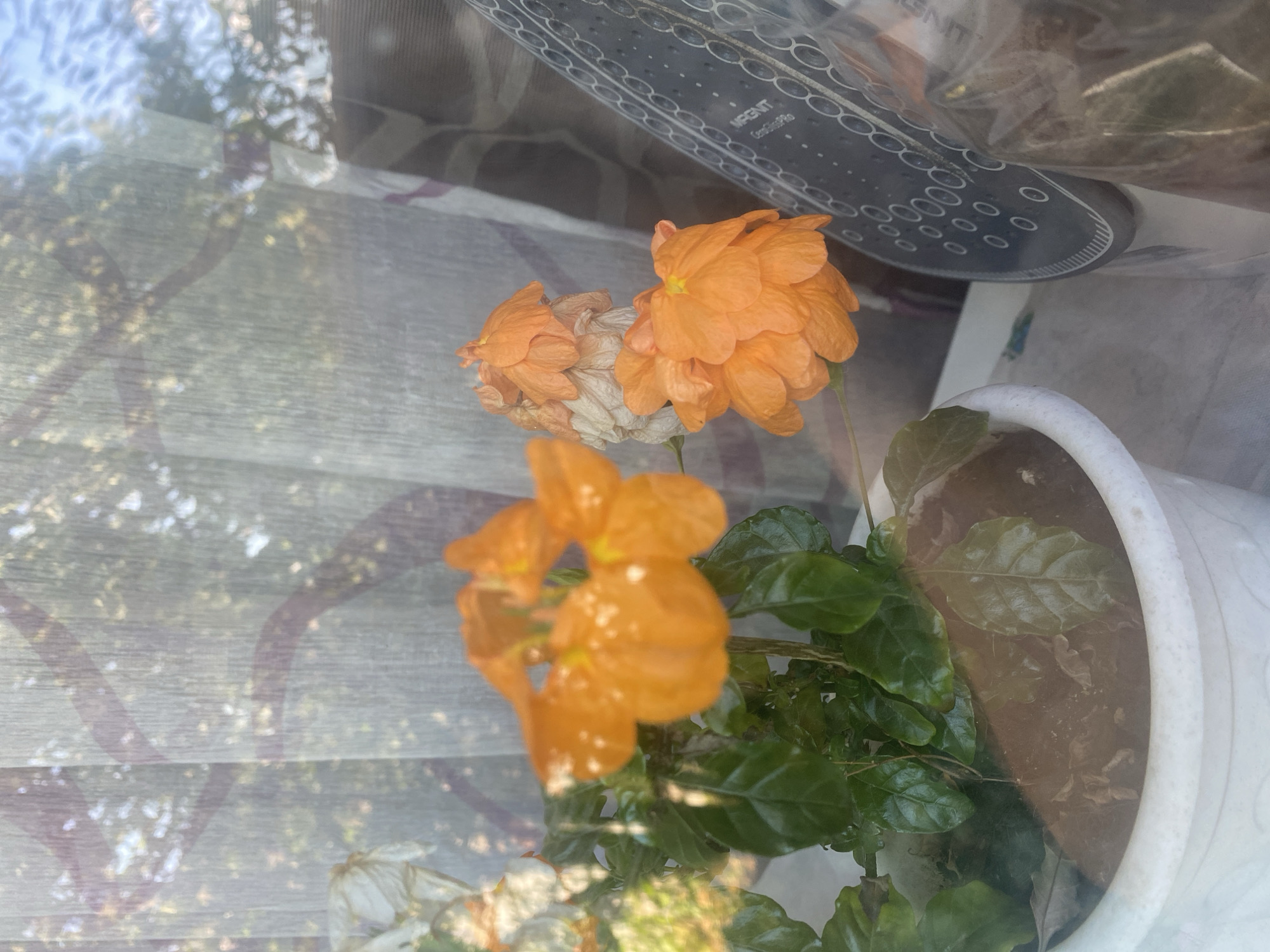 The image shows a potted plant with orange flowers, placed on a windowsill. The plant is in a white pot and has green leaves. There are several orange flowers, some of which appear to be wilting. Through the window, curtains can be seen, and outside, trees and foliage are visible, indicating an outdoor environment. The scene is illuminated by natural light. A dark object with a circular pattern, possibly a computer accessory, is also visible on the windowsill. There are no people or any discernable actions or interactions taking place. The location is specified as Mamontovo, Russia.