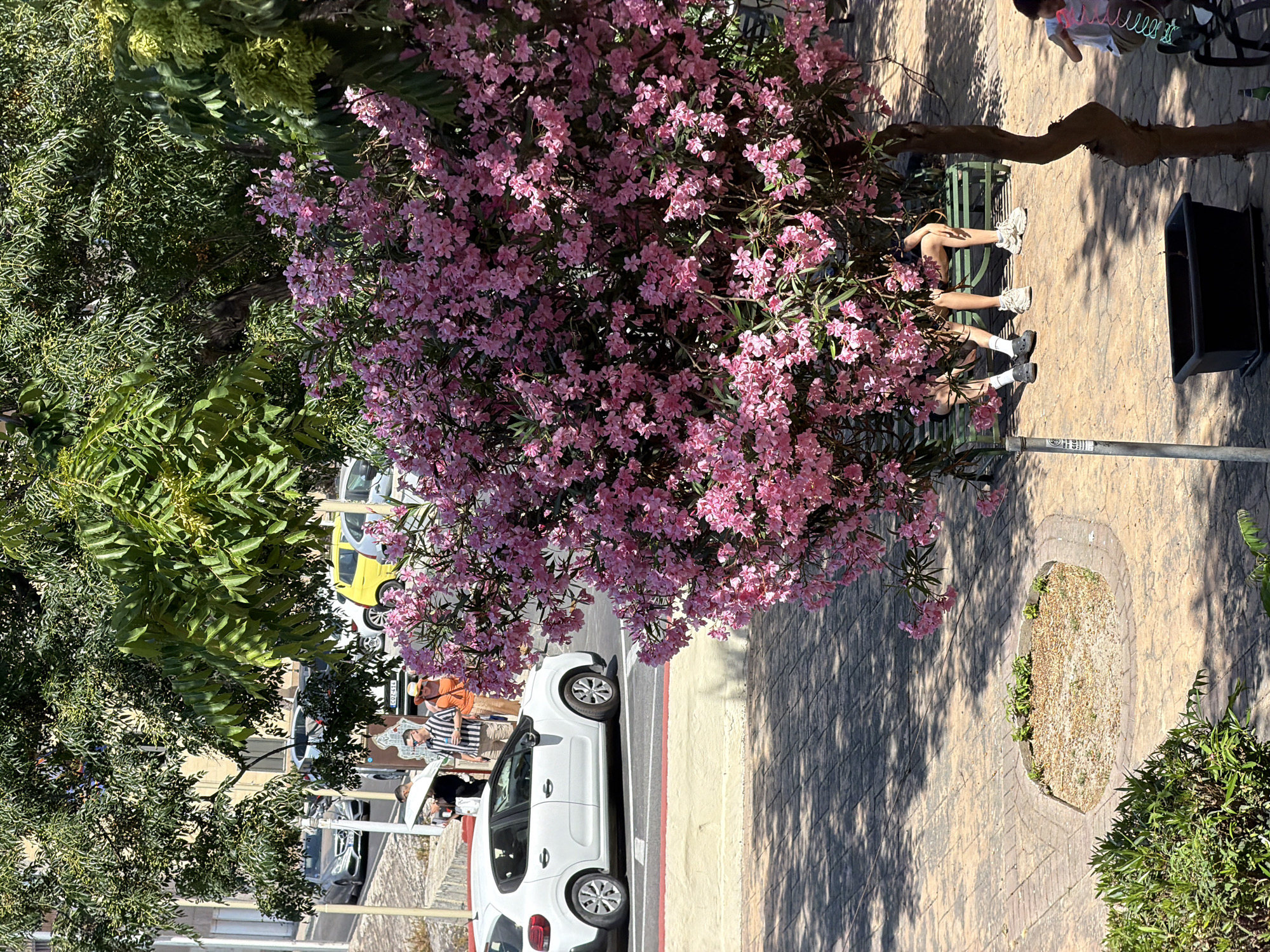 A high-angle, wide shot captures a street scene in Valletta, Malta, on a sunny day. The foreground is dominated by a large tree with vibrant pink flowers, its branches extending over a paved walkway. Beneath the tree, a green metal bench is occupied by at least two people, their legs extended and wearing casual attire and sneakers. To the right of the bench, a black trash bin sits on the pavement, casting a long shadow. Further down the walkway, a white car is parked at the curb, with a group of people standing nearby. Some are partially obscured by the car and trees, but one person wears an orange top and another a striped shirt. A yellow car is visible behind the white car. The ground is paved with light-colored interlocking bricks, and there are patches of greenery and shadows from the trees scattered across the scene. A few individuals are visible further in the background, and a bicycle rack with a bike is also present. The overall impression is a relaxed, urban environment bathed in bright sunlight.