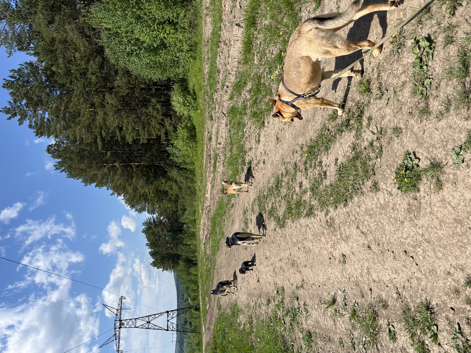 A sunny, outdoor scene depicts a sandy path in Nizhny Tagil, Russia, with five dogs. In the foreground, a light-brown dog is on a leash. Further down the path are four other dogs: a tan dog, a black and grey dog, a small black dog, and another black and grey dog. The path is bordered by green grass and trees. On the left side of the image, there are high-voltage power lines and a blue sky with white clouds.