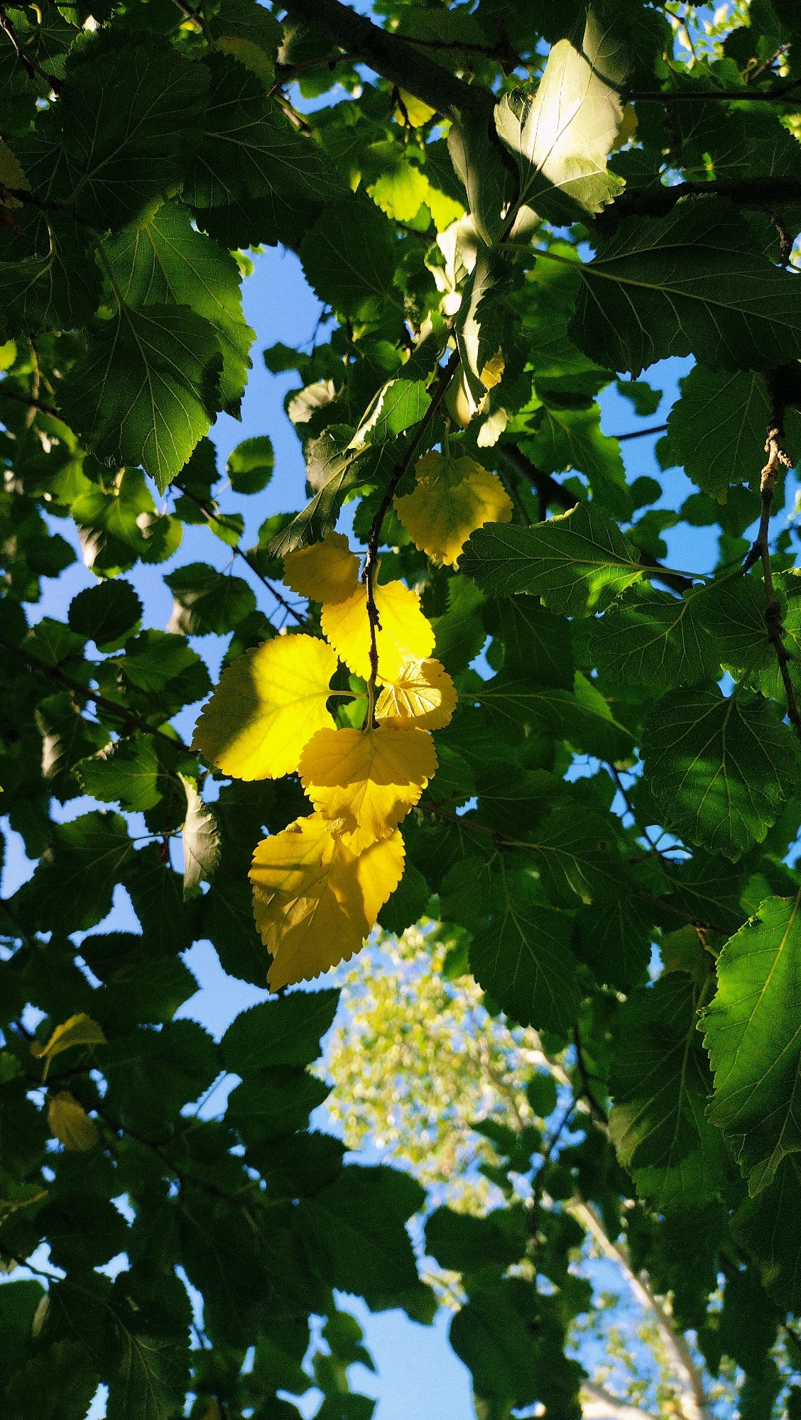 This is a photograph taken looking up through the branches and leaves of a tree, likely during daylight hours. The dominant colors are vibrant green from the leaves and bright yellow from a cluster of leaves that appear to be in the process of changing color. Patches of clear blue sky are visible through the foliage, and in the background, the out-of-focus trunk and branches of another tree can be seen, also with some foliage. The image does not depict any people, specific actions, or interactions, nor does it contain any identifiable urban elements that would suggest a specific location within the city of Horishni Plavni, Ukraine. The scene is purely naturalistic, focusing on the interplay of light and shadow on the tree's leaves against the sky.