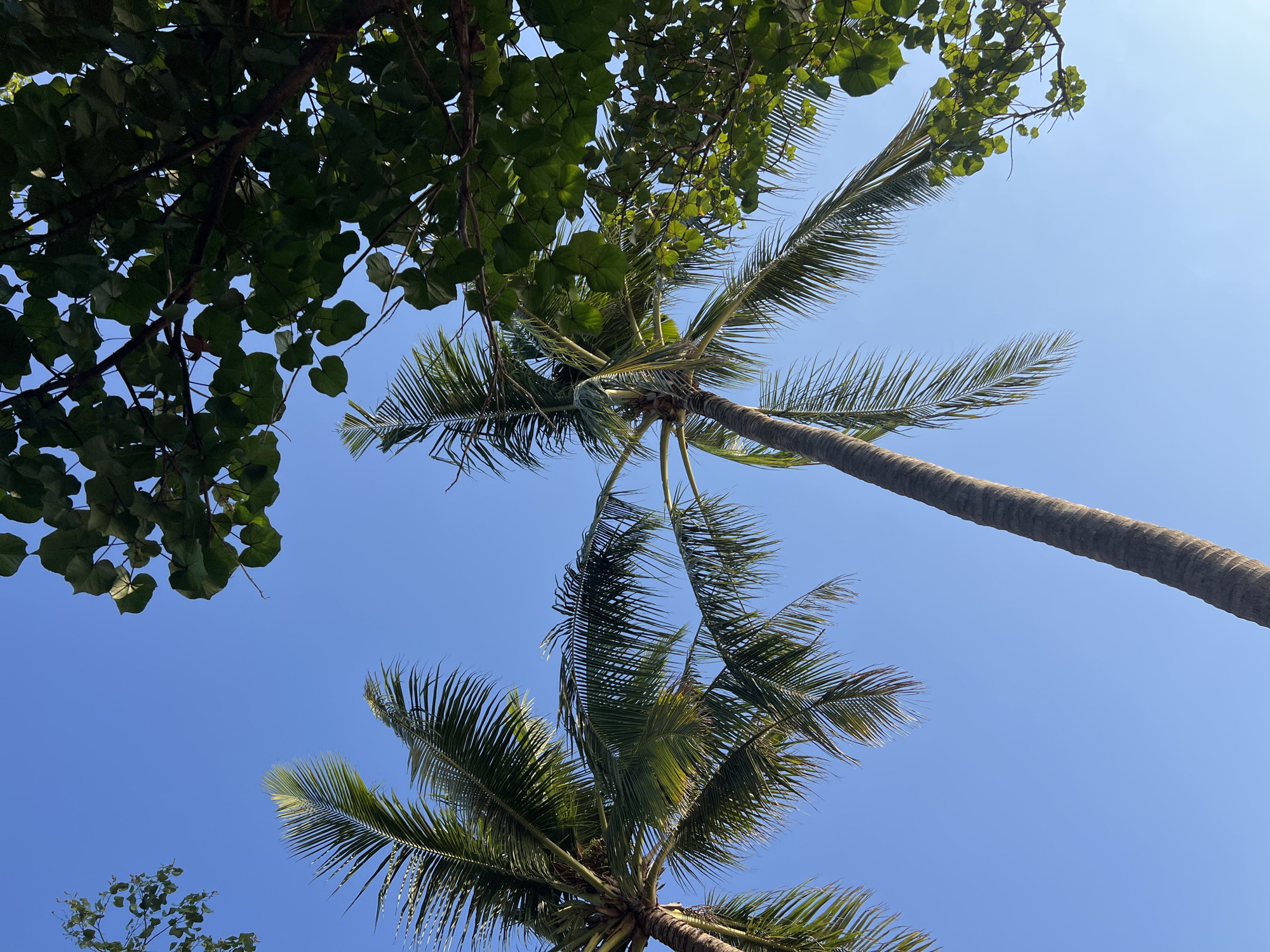 The image depicts a clear blue sky with the tops of two palm trees and a section of another leafy tree against it. The palm trees are tall and slender, with their fronds fanned out. The leafy tree in the upper right corner has broad, green leaves. The scene appears to be outdoors, under a bright sky, suggestive of a tropical location. It's possible this scene could be found in Kuta, Indonesia, a popular tourist destination known for its beaches and palm trees. There are no people or animals visible in the image, nor any specific actions or interactions taking place. The environment is natural and serene, dominated by the sky and foliage.