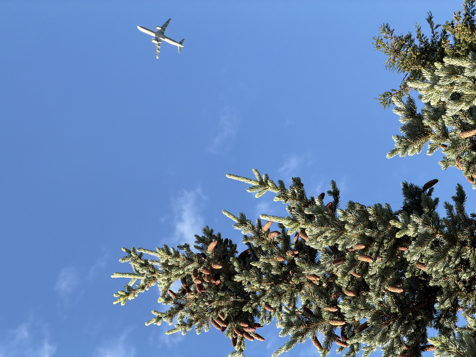 The image is a low-angle shot of a blue spruce tree laden with cones, set against a clear blue sky with some wispy clouds. An airplane is visible in the upper left of the frame, appearing to be in flight. The location is likely Gošići, Montenegro, based on the subject matter. There are no people visible in the image. The primary subjects are the airplane, the spruce tree, and the sky. The tree is covered in a multitude of brown cones. The dominant action is the implied flight of the airplane.