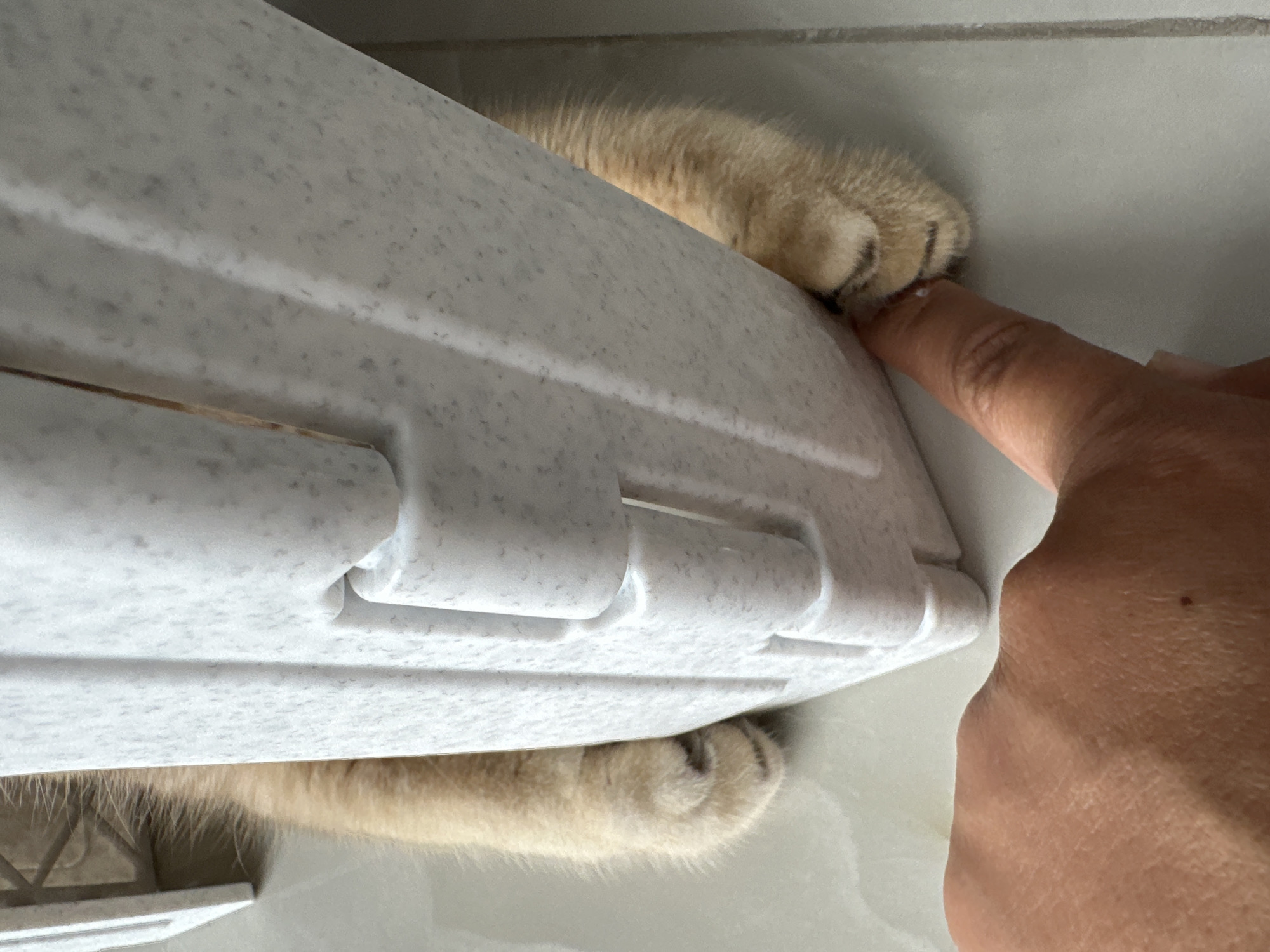 A close-up image depicts a person's finger gently touching the paw of a light orange cat. The cat's paw is protruding from beneath a white, hinged object, likely a piece of furniture. The background consists of a smooth, light-colored surface, possibly a wall or floor. The location appears to be indoors and does not provide sufficient information to identify a specific city.