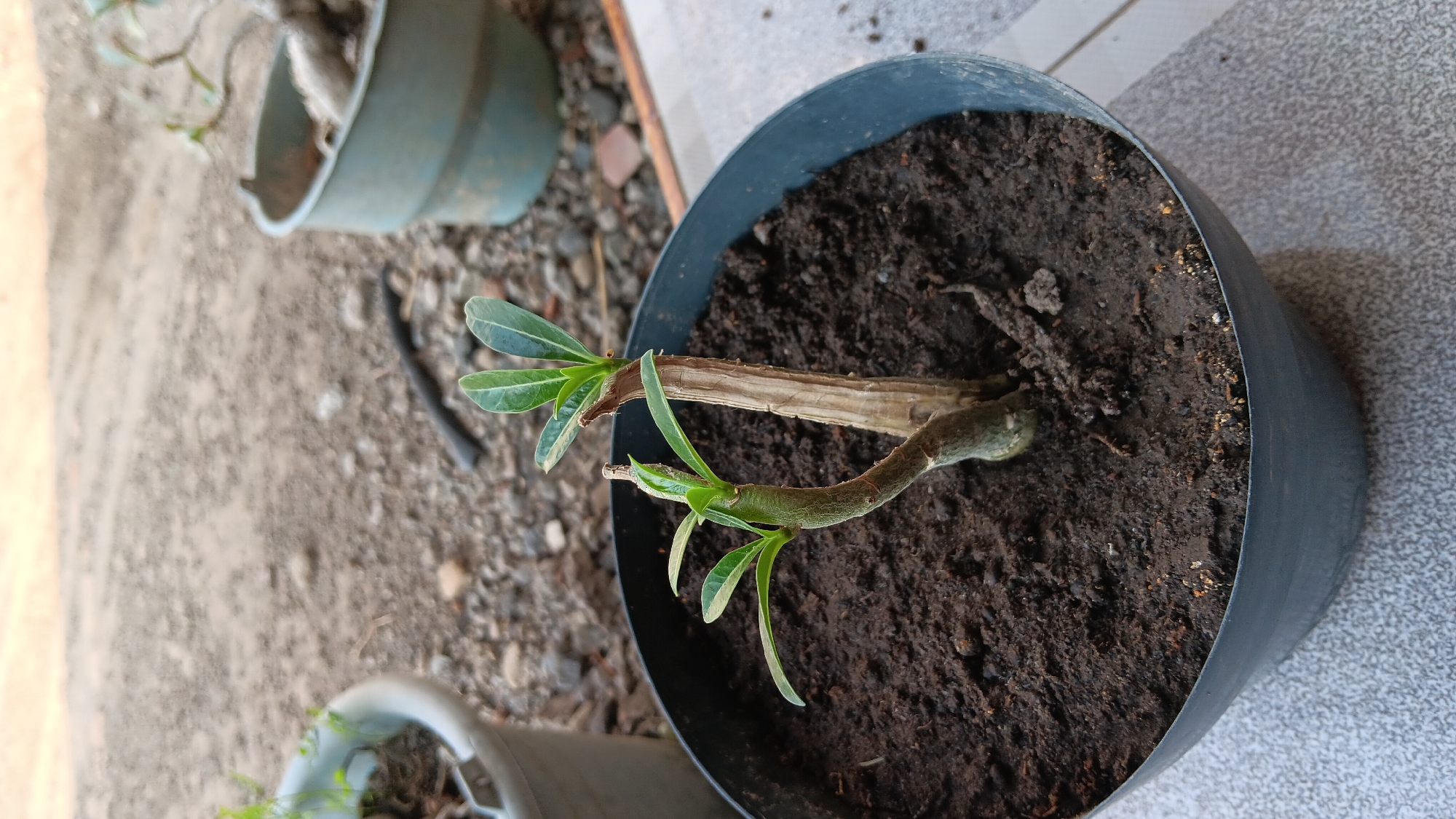 A close-up, eye-level shot shows a small, newly planted desert rose seedling in a black plastic pot. The seedling has two main stems: one thin, green stem with two new leaves and a slightly thicker, curved stem also with two new leaves. A dry, brown, woody stem is also visible. The soil is dark and moist. The pot rests on a gray tiled surface. In the background, there is a blurred view of a dirt path with gravel and other potted plants, including a pale blue pot. The scene appears to be outdoors, possibly in a yard or garden. The location is identified as Sonobekel, Indonesia.