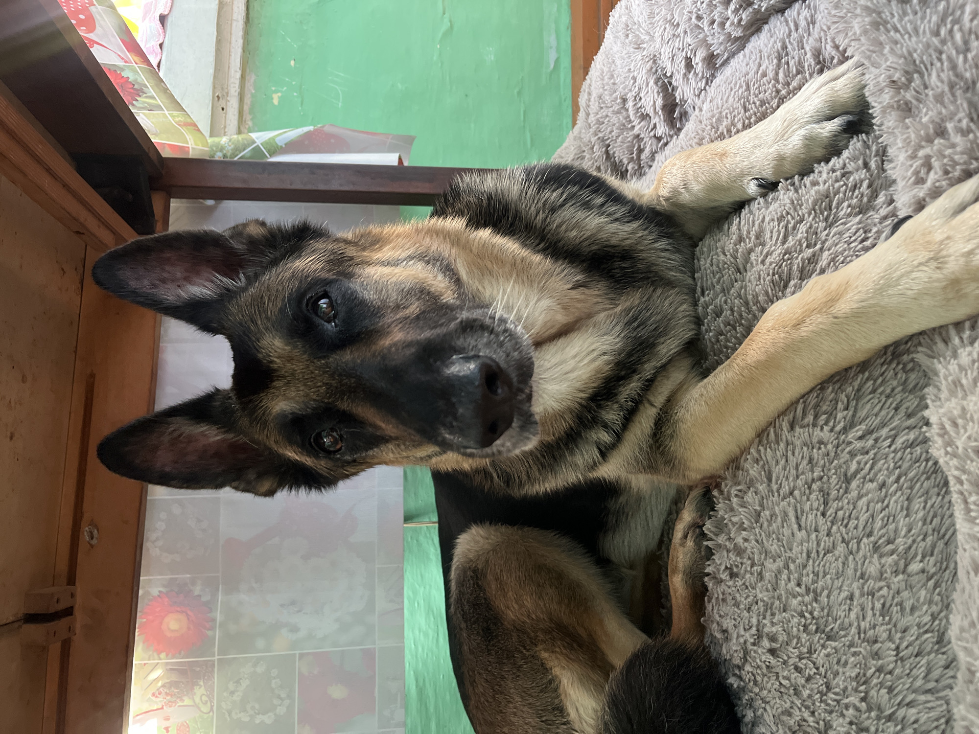 The image, rotated 90 degrees counter-clockwise, captures a German Shepherd dog resting on a soft, grey, plush blanket or dog bed. The dog, displaying its characteristic black and tan fur, lies on its side with its head turned to face the camera directly. Its alert, dark eyes convey an attentive and curious expression, while its large, erect ears are prominent.
In the background, an indoor setting is visible. To the left of the dog, a dark wooden furniture item, appearing to be the underside of a table or chair frame, spans horizontally. Draped partially over this furniture and extending into the corners is a patterned tablecloth or mat. This fabric features a white base with red floral designs and geometric patterns, resembling tiles in the lower portion of the frame.
Behind the wooden structure, a wall painted in a muted light green color is visible. Faint white markings or scribbles are present on this green wall in the upper right background, but they are indistinct and unreadable. The dog's front paws are visible, one resting on the fluffy grey surface and another partially tucked. The scene suggests a relaxed pet in a home environment. There are no clear indications of the time of day or specific weather. No legible text is visible in the image.
