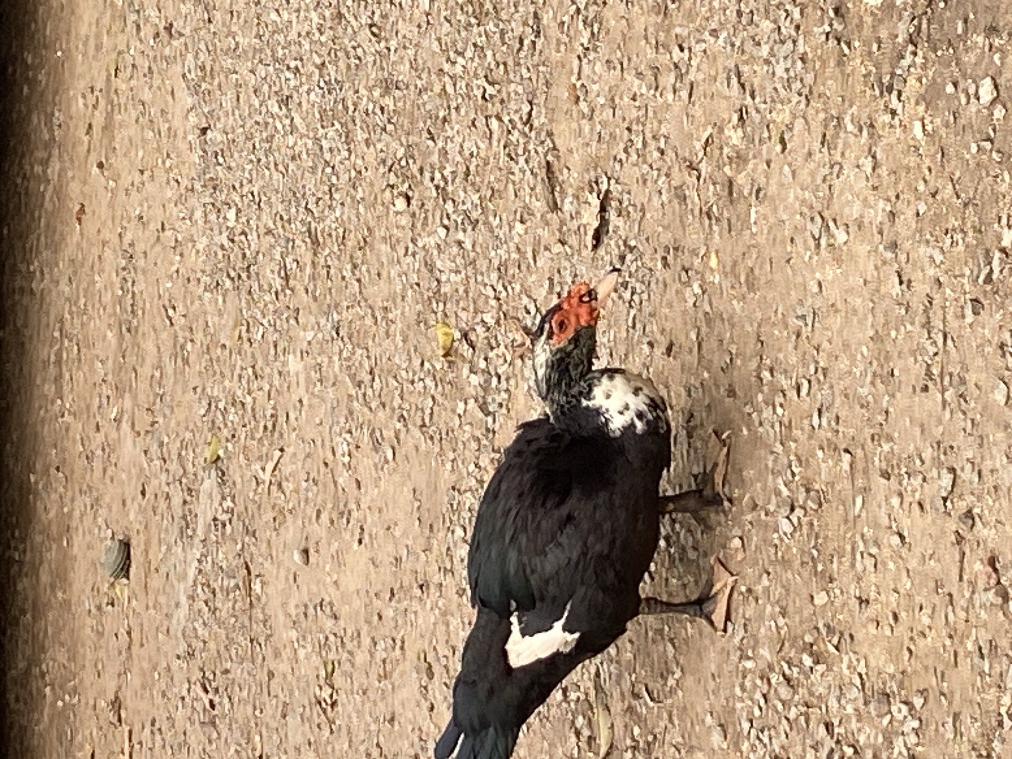 A Muscovy duck stands on a gravelly surface. The duck has black plumage with white markings and a red, warty face. The location is in Mararaba, Nigeria.