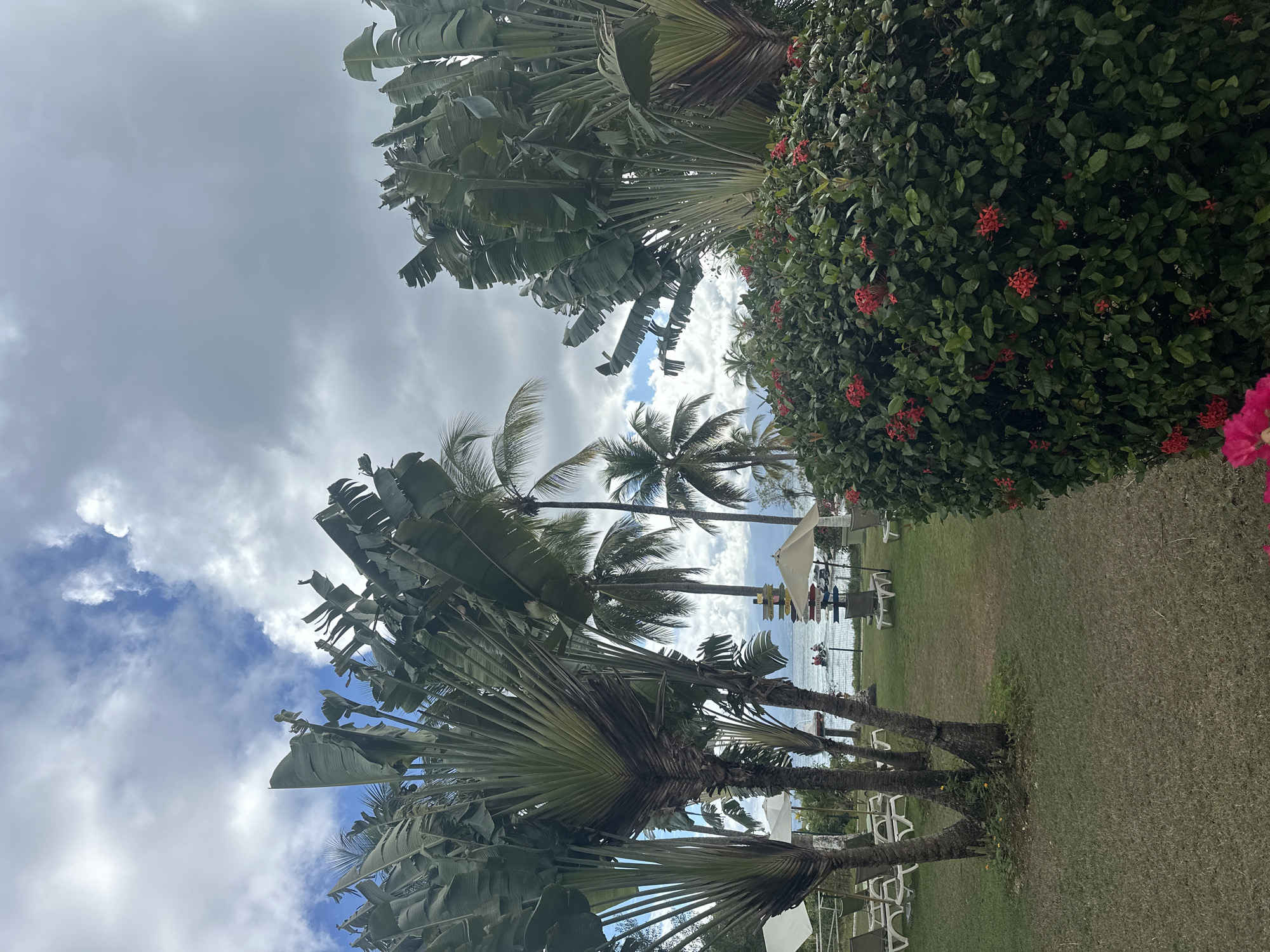 The image depicts a tropical scene in Le Gosier, France. Tall palm trees and lush vegetation dominate the foreground and middle ground, framing a view of the coastline. Lounge chairs and umbrellas are visible along the beach, suggesting a relaxed, tourist-oriented environment. The sky is partly cloudy. The image is taken at an angle, with the ground appearing on the right side of the frame and the sky on the left.